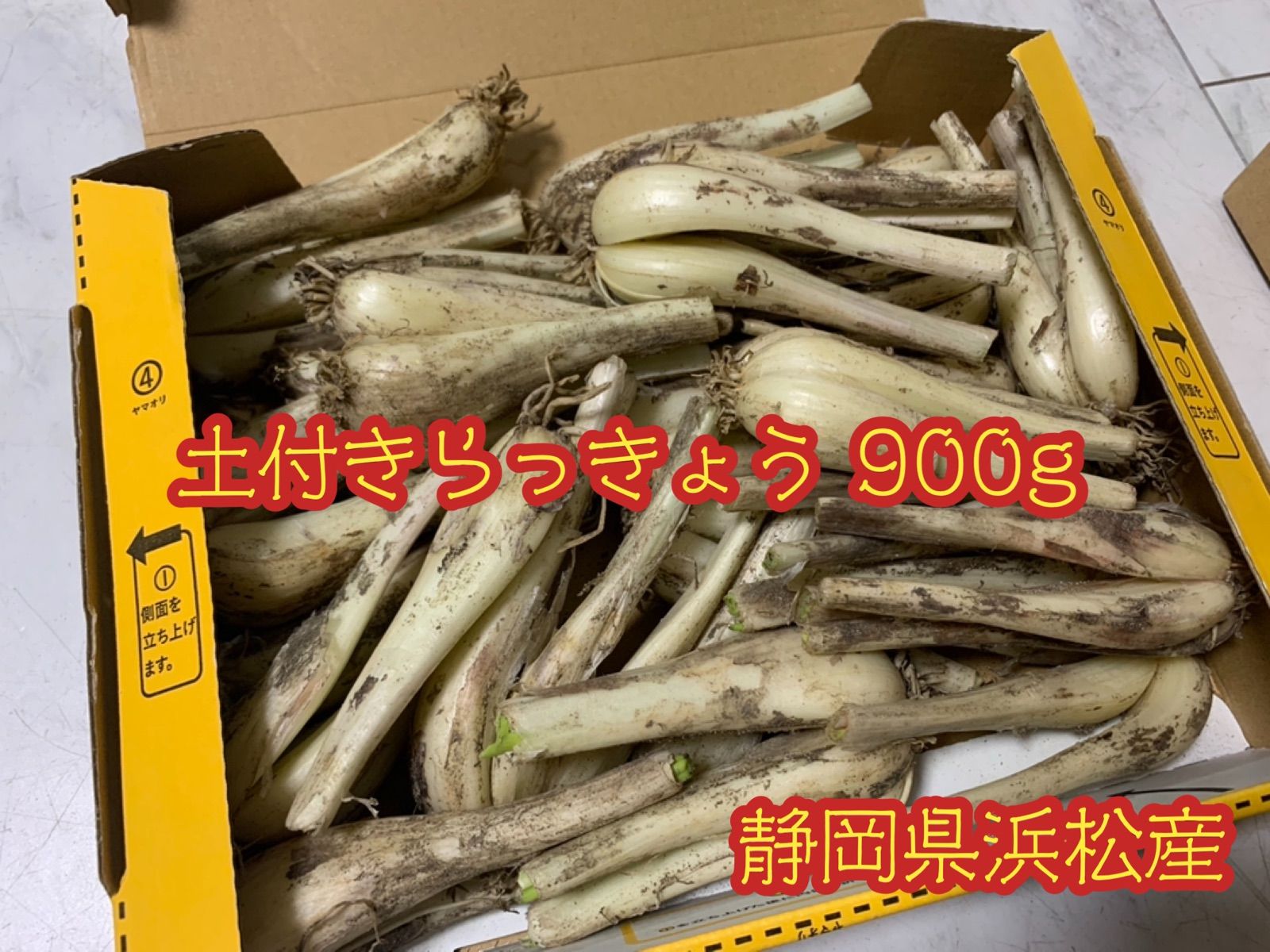 3 静岡県 浜松産 エシャレット 土付き らっきょう3Kg 大セール品 - 野菜