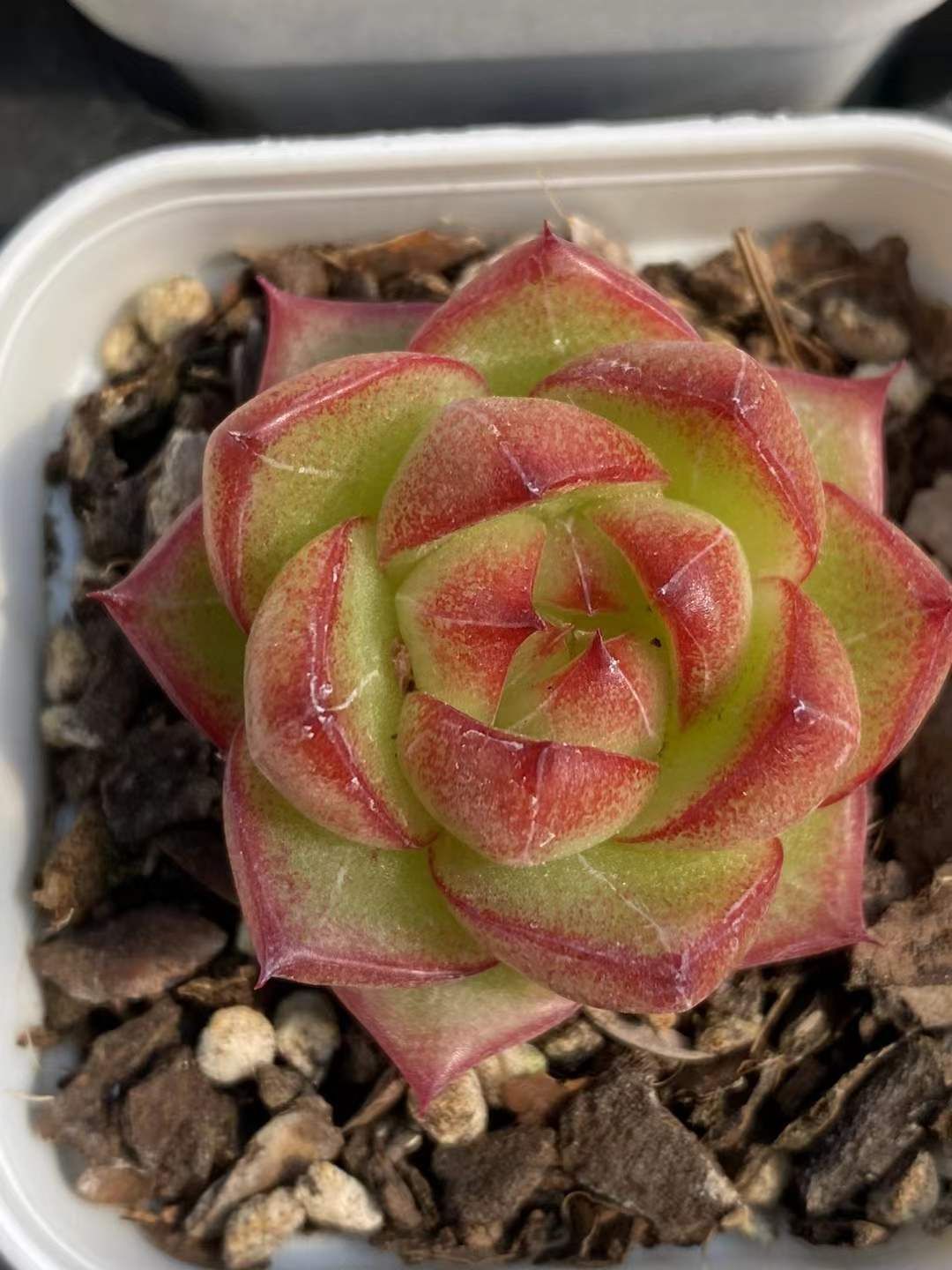 親木級】Ariocarpus カリフラワー花牡丹 象牙牡丹 亀甲牡丹 モンスト