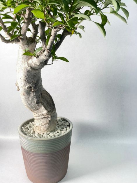 引き取り限定】盆栽 ブナの木？ シデの木？ 観葉植物 庭 木