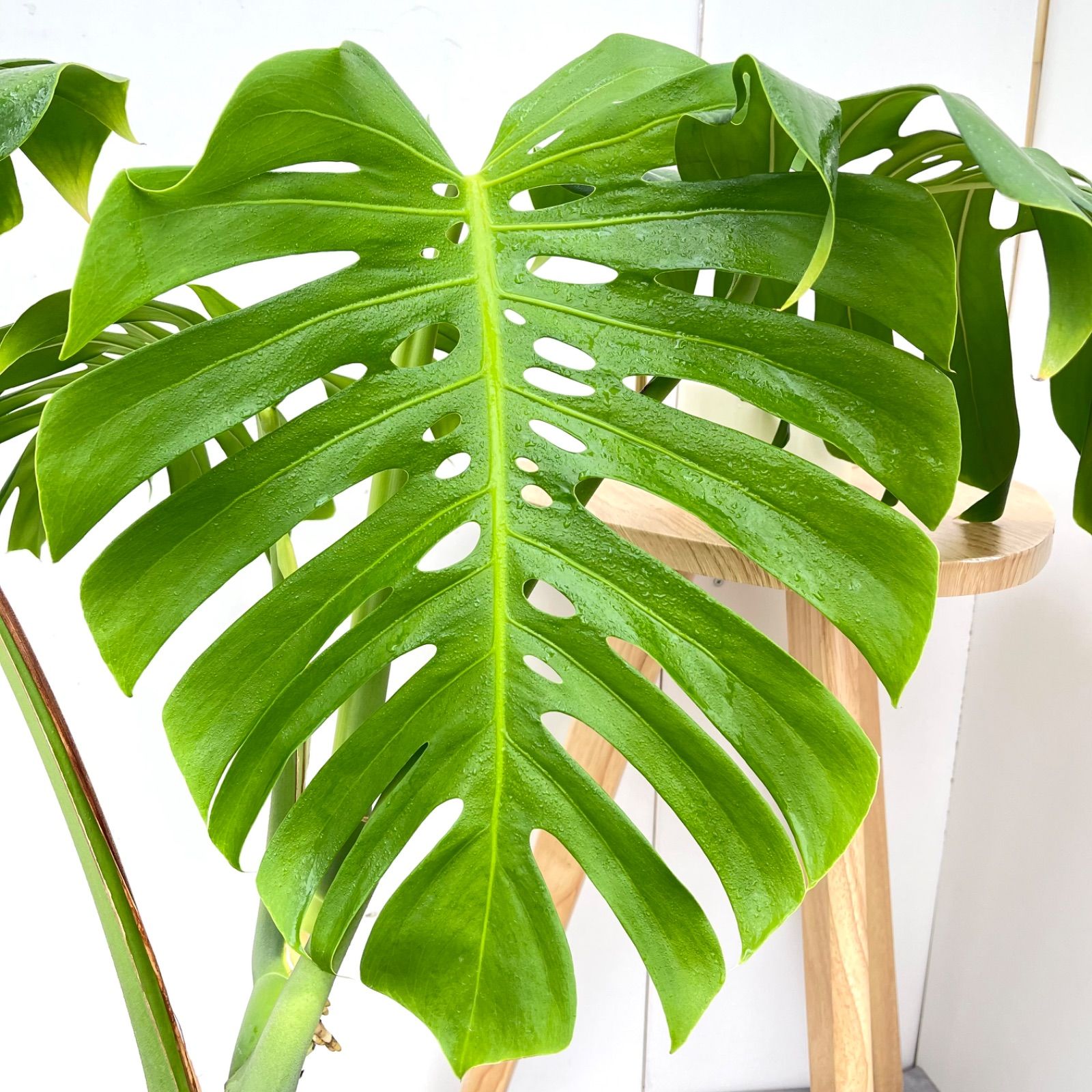 モンステラ 2【現品】観葉植物 幹上がり 室内 7号 モンステラ おしゃれ