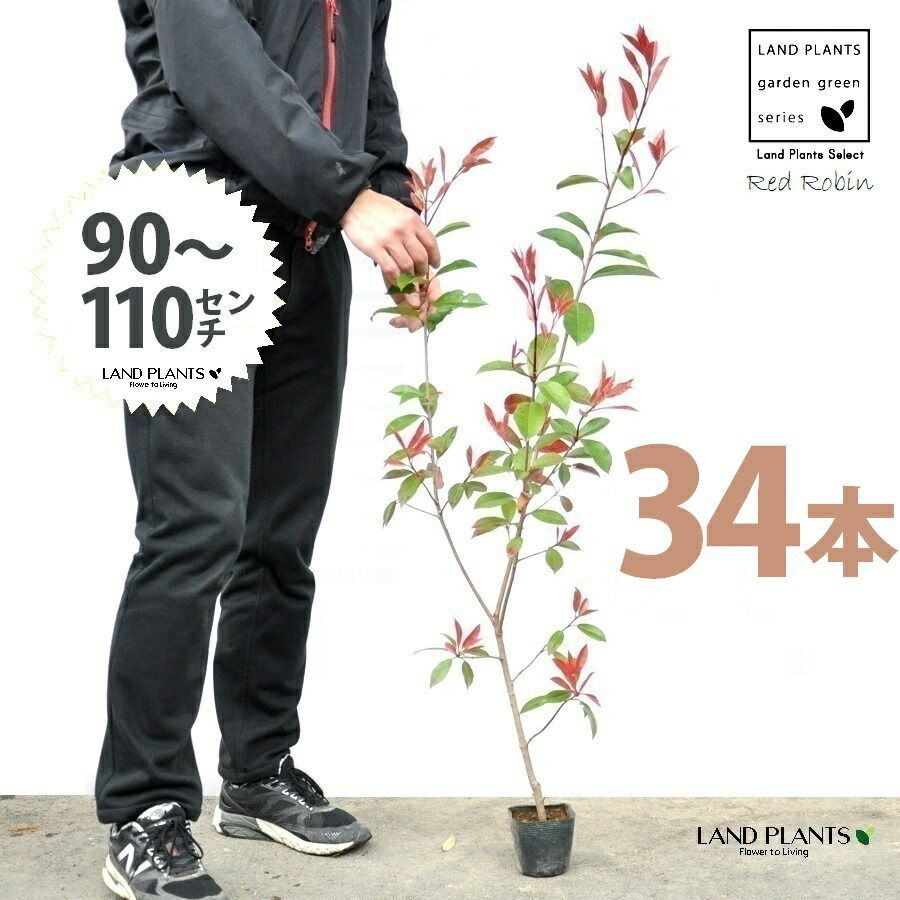 レッドロビン 3.5号 苗木 34本 高さ90～110cm 苗 苗木 苗ポット セイヨウカナメ カナメモチ 生垣