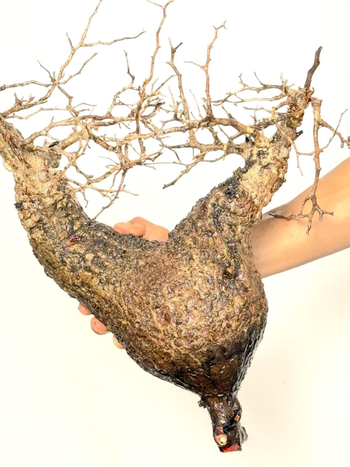 Madagascar オペルクリカリア