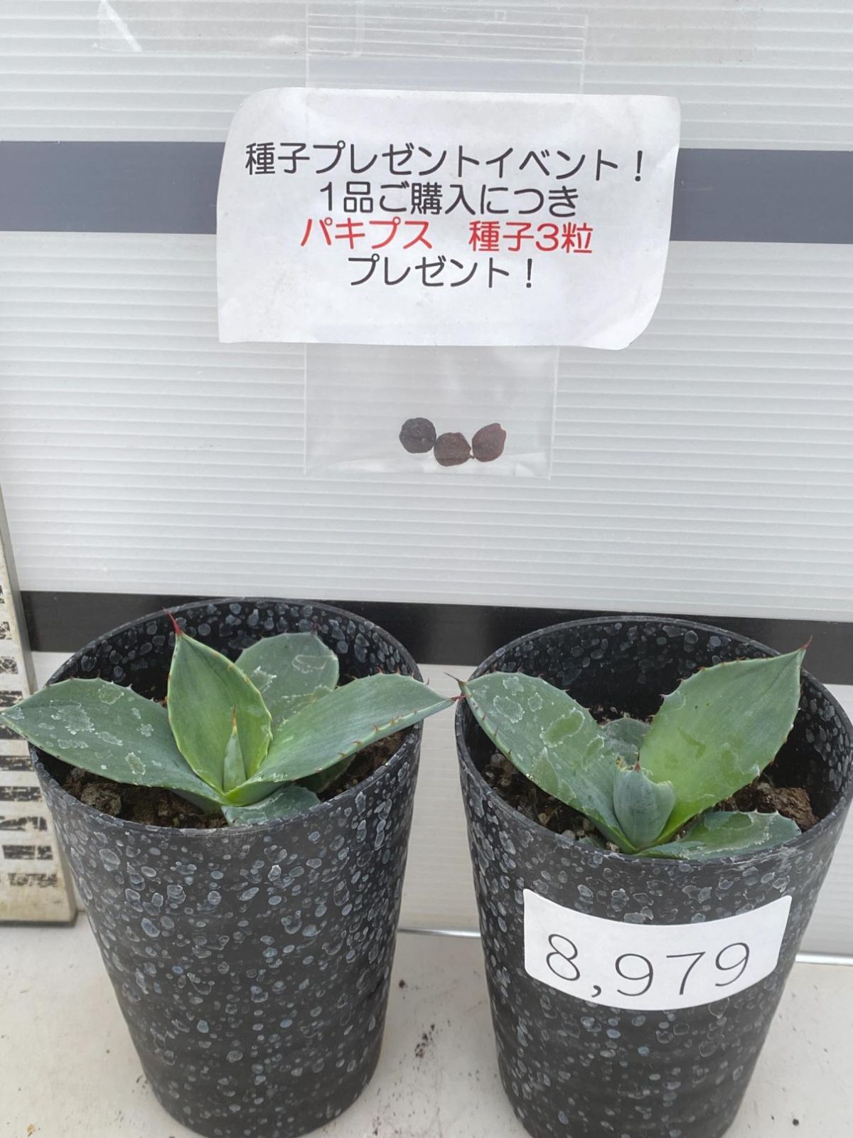 8979 「多肉植物】アガベ パリートランカータ 2株セット【発根・子株 