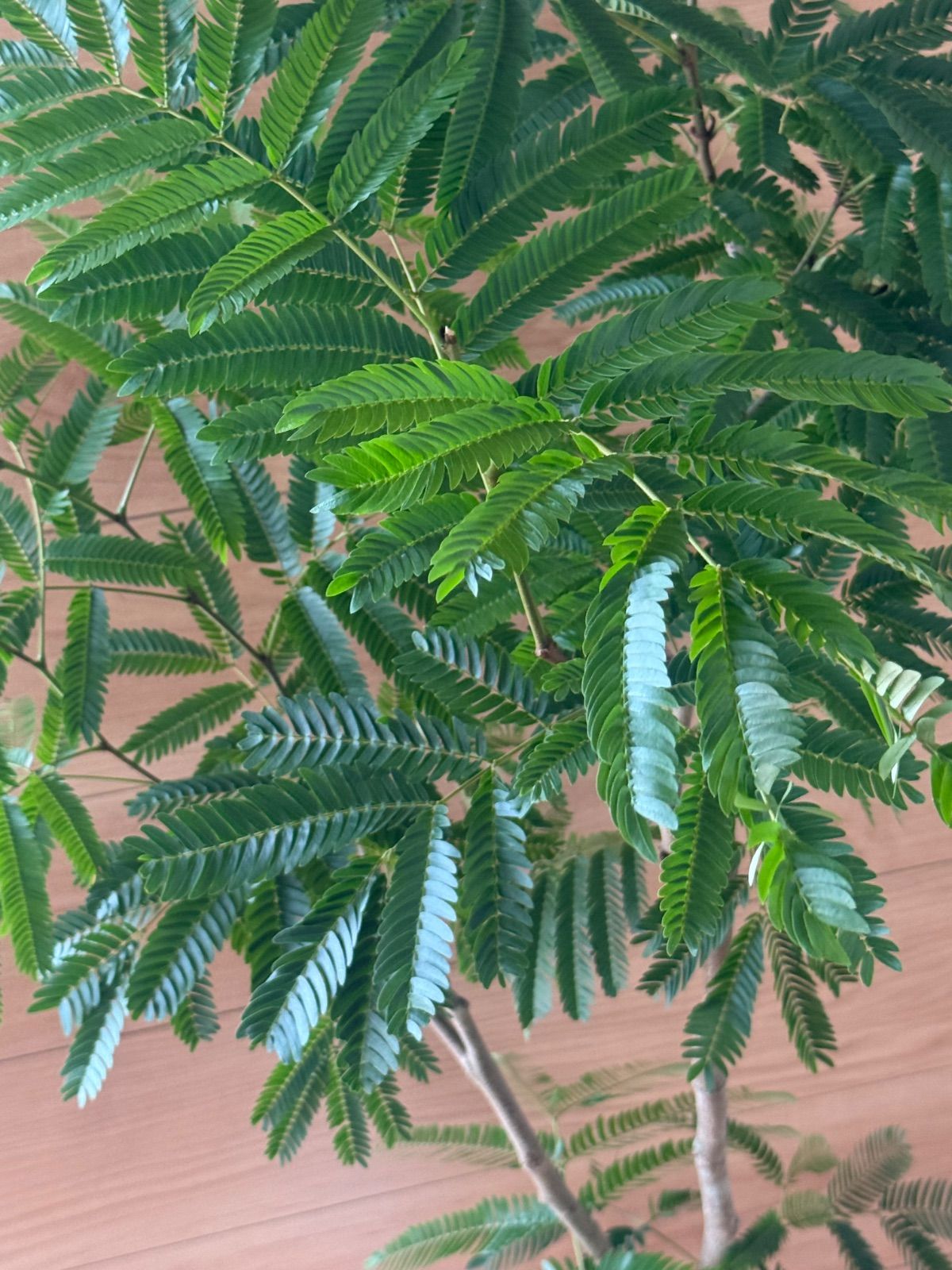 エバーフレッシュ 沖縄産原木🍃 110cm ネムノキ🍃 - メルカリ