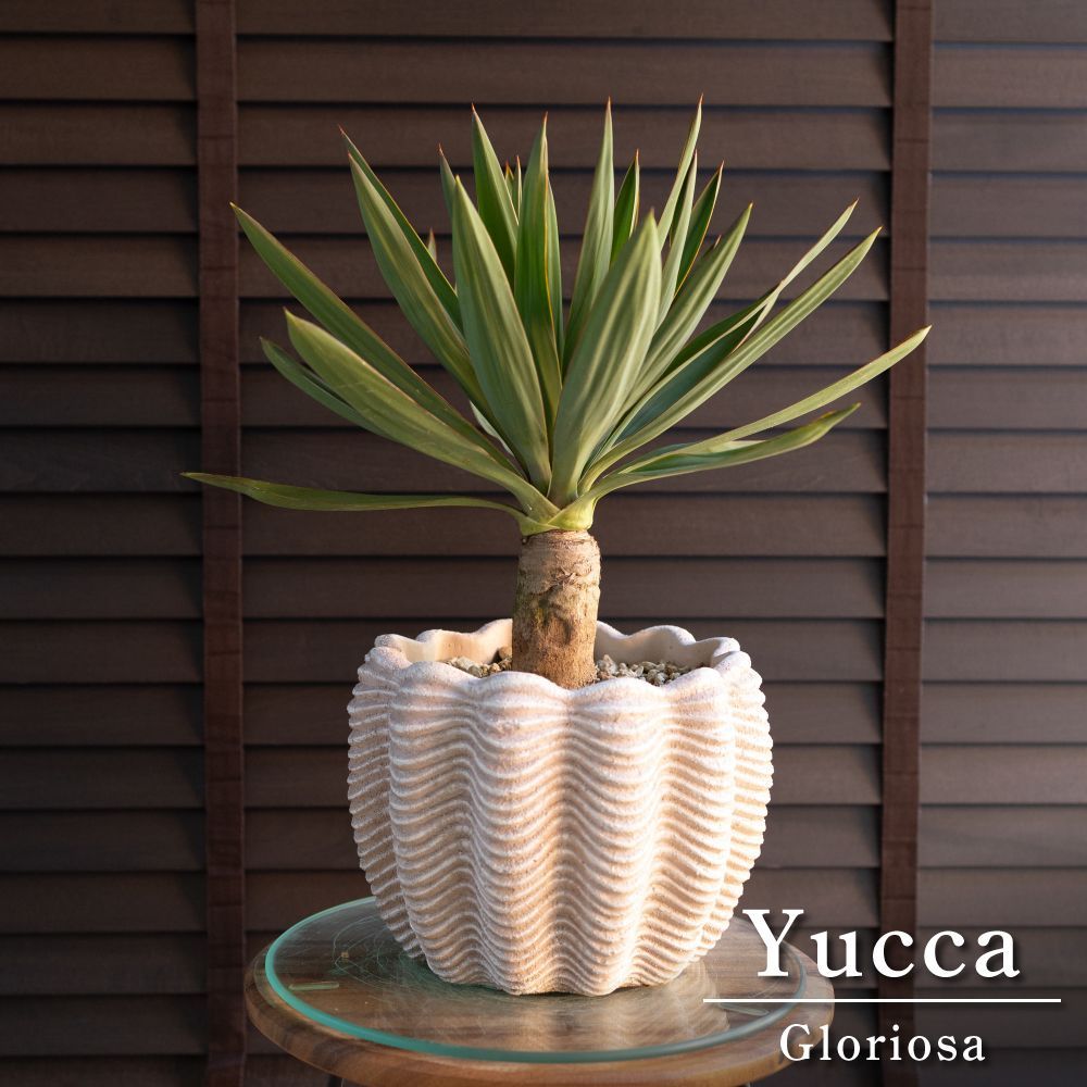 ❇ユッカグロリオサ（幹立） 希少 ユッカ グロリオサ 散斑 幹立ち