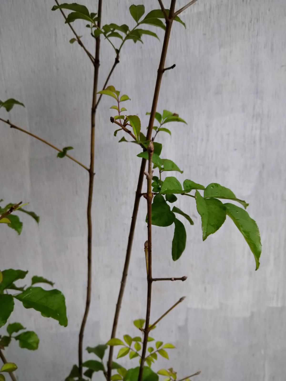 アオダモ 株立ち /363 アオダモ株立ち㉔ i アオダモ 株立ち アオダモ株