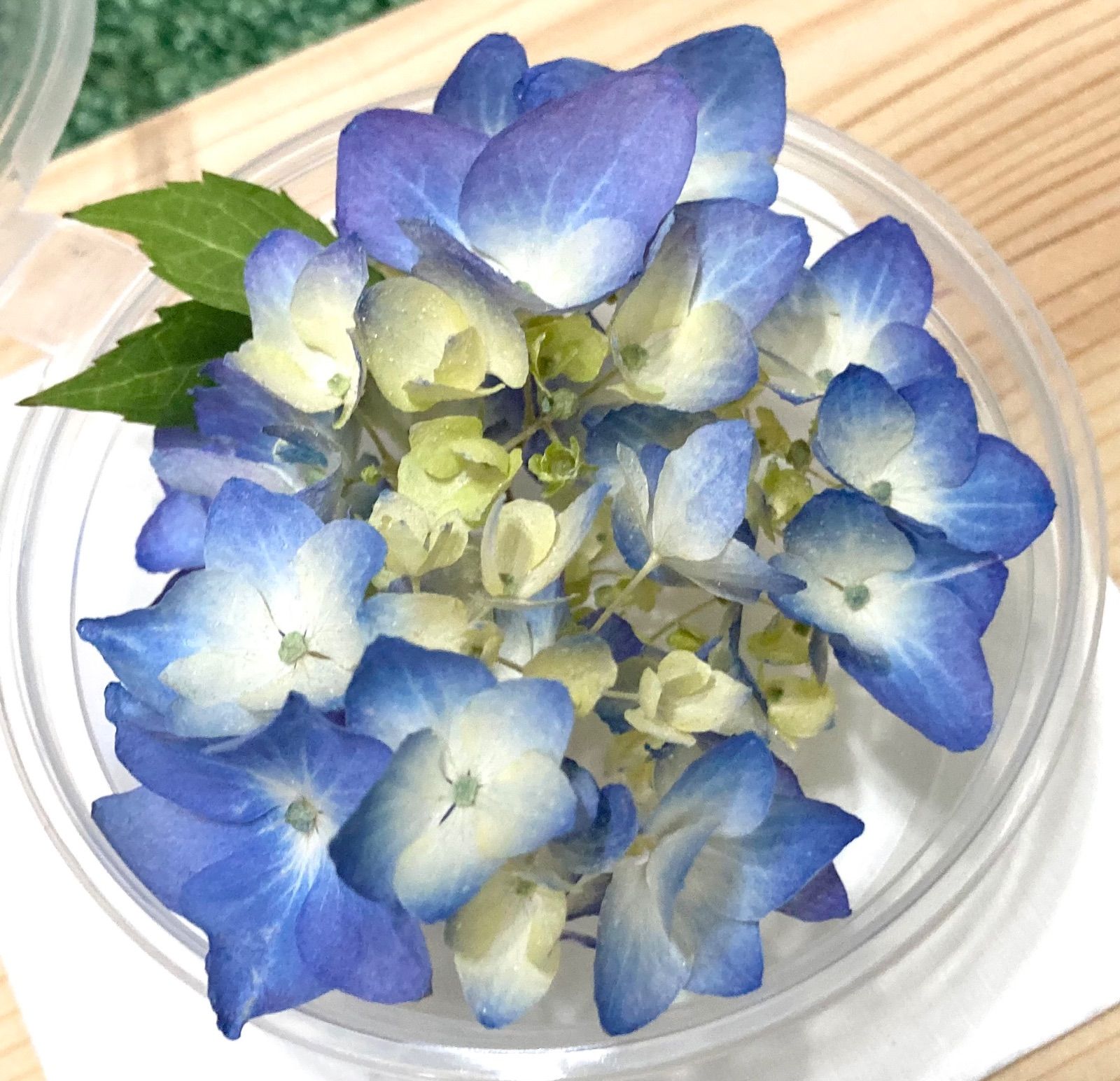 花材セット 紫陽花 Ｎｏ．611 花材セット 紫陽花 No．611