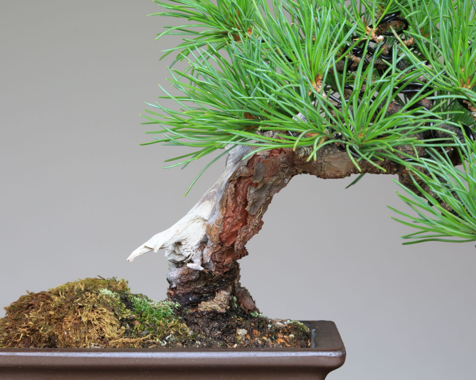 大品 根上がり懸崖 那須五葉松 五葉松 [根上がり] 大品盆栽 盆栽 五葉松 大