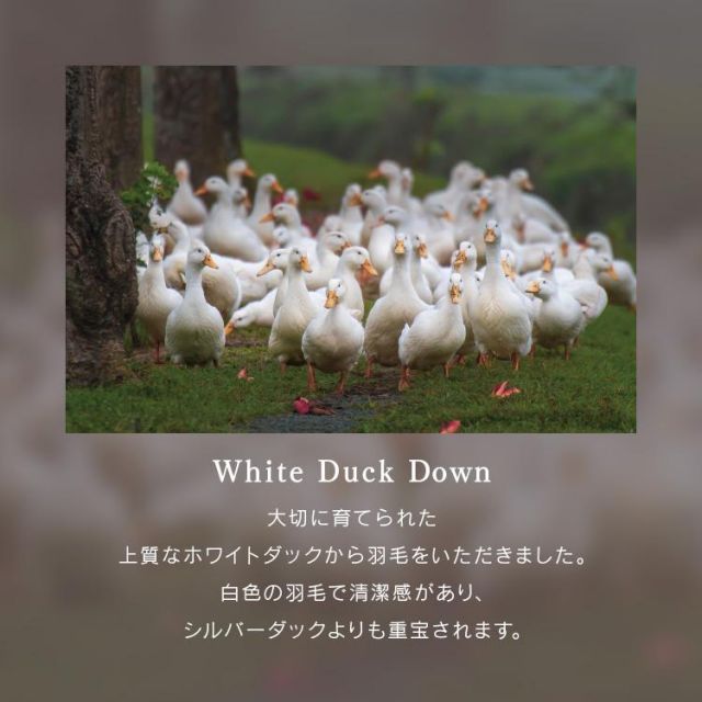 羽毛掛け布団 ホワイトダックダウン