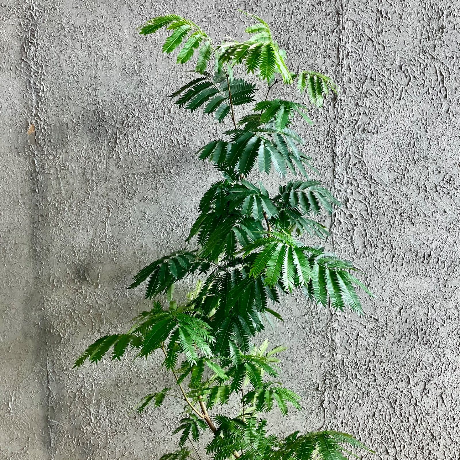 特大 曲がり仕立て エバーフレッシュ 10号 テラコッタ鉢植え アンティーク風 受け皿付き YUZUMIYA_COM