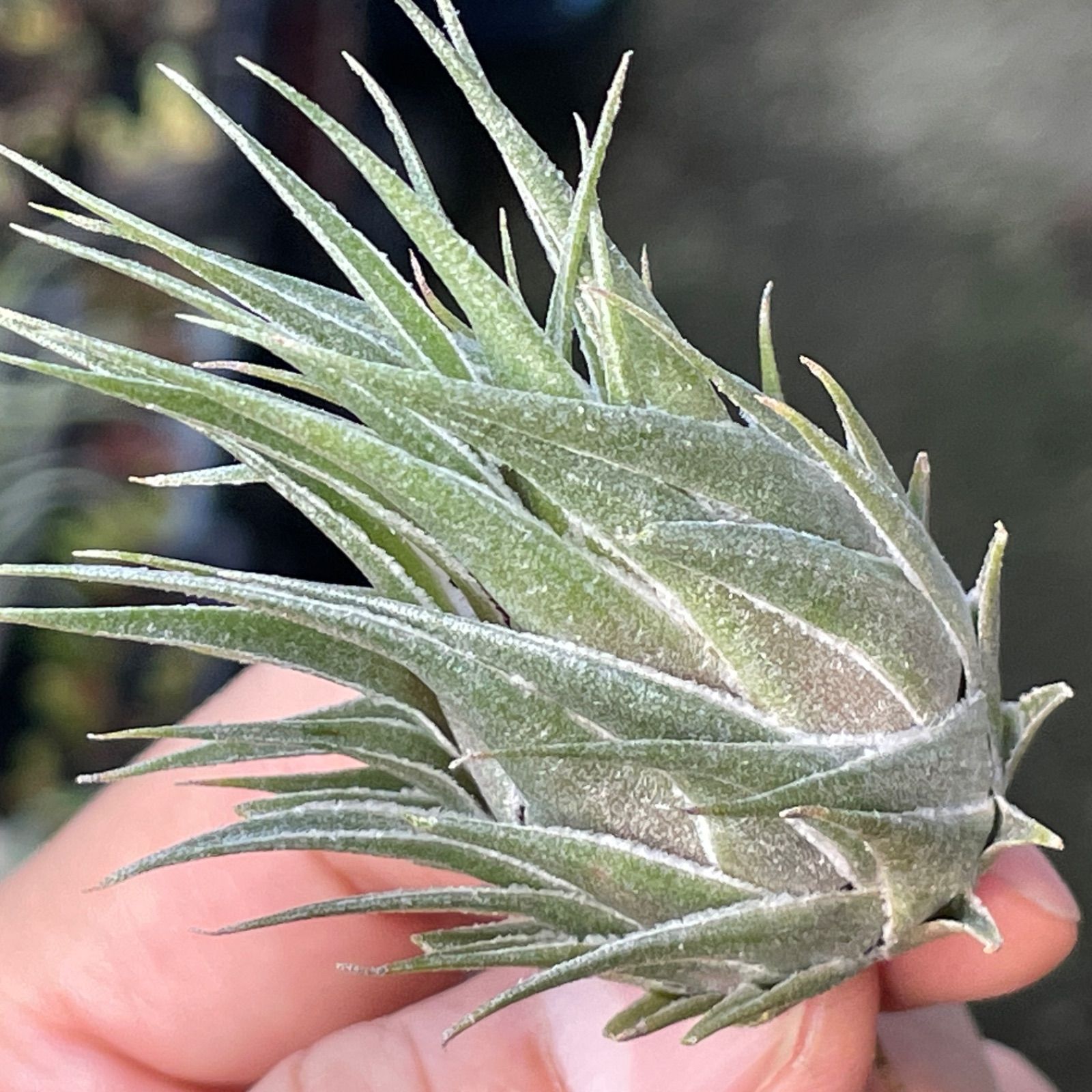 φ4.5×6]メタリックな光沢のあるしずく型＊チランジア カウツキー