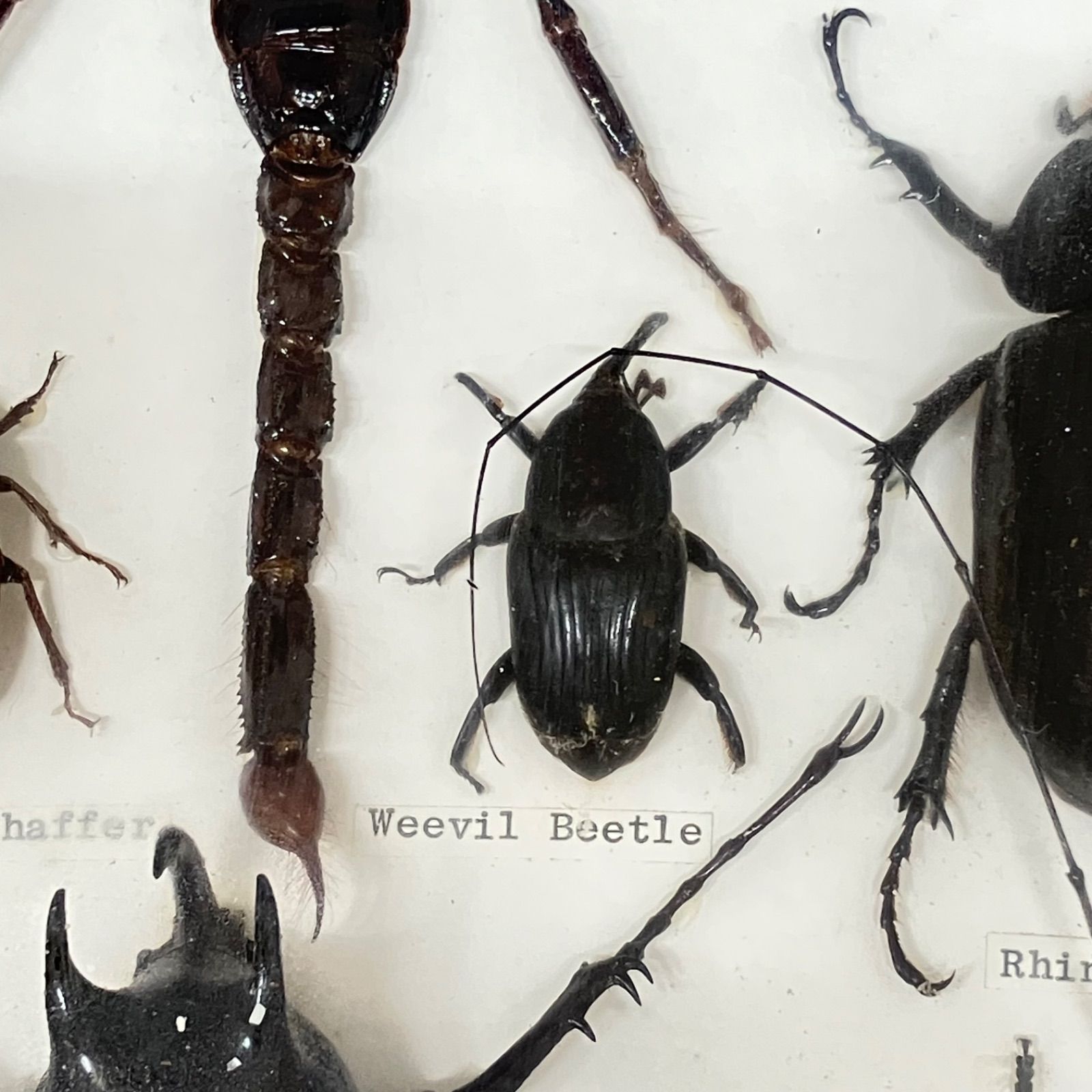 サイカブトオニツヤクワガタ コフキコガネ