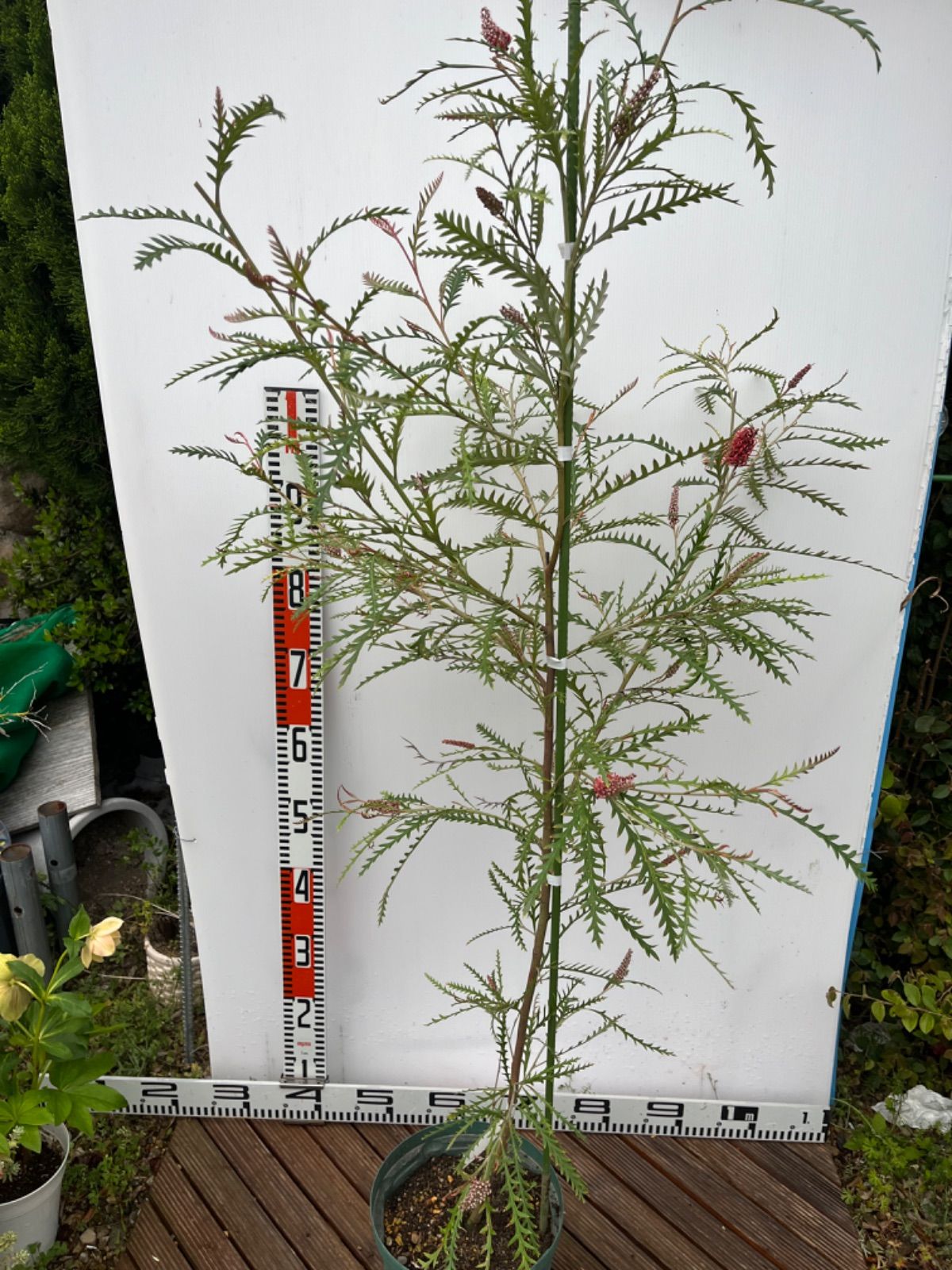 白木盆栽園　太幹　カリン　花梨　盆栽　樹高29センチ　楓カエデ欅実物観葉植物 白木盆栽園 太幹 カリン 花梨 盆栽 樹高29センチ 楓カエデ欅実物観葉