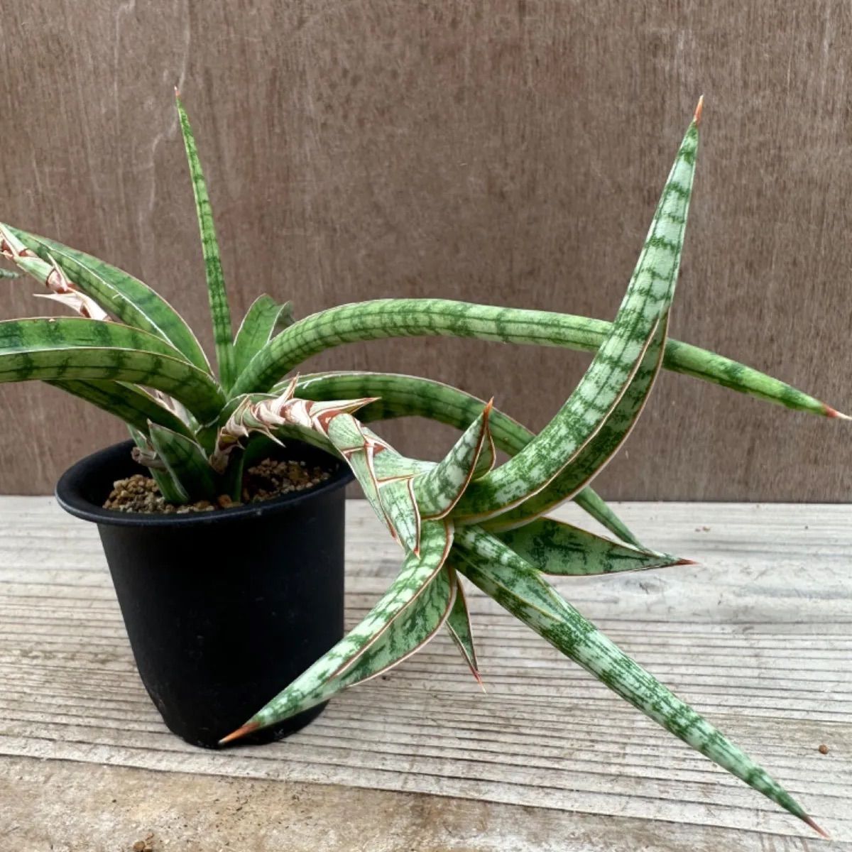 サンセベリア トムクランベリー③ Sansevieria tom grumbley 現品 観葉
