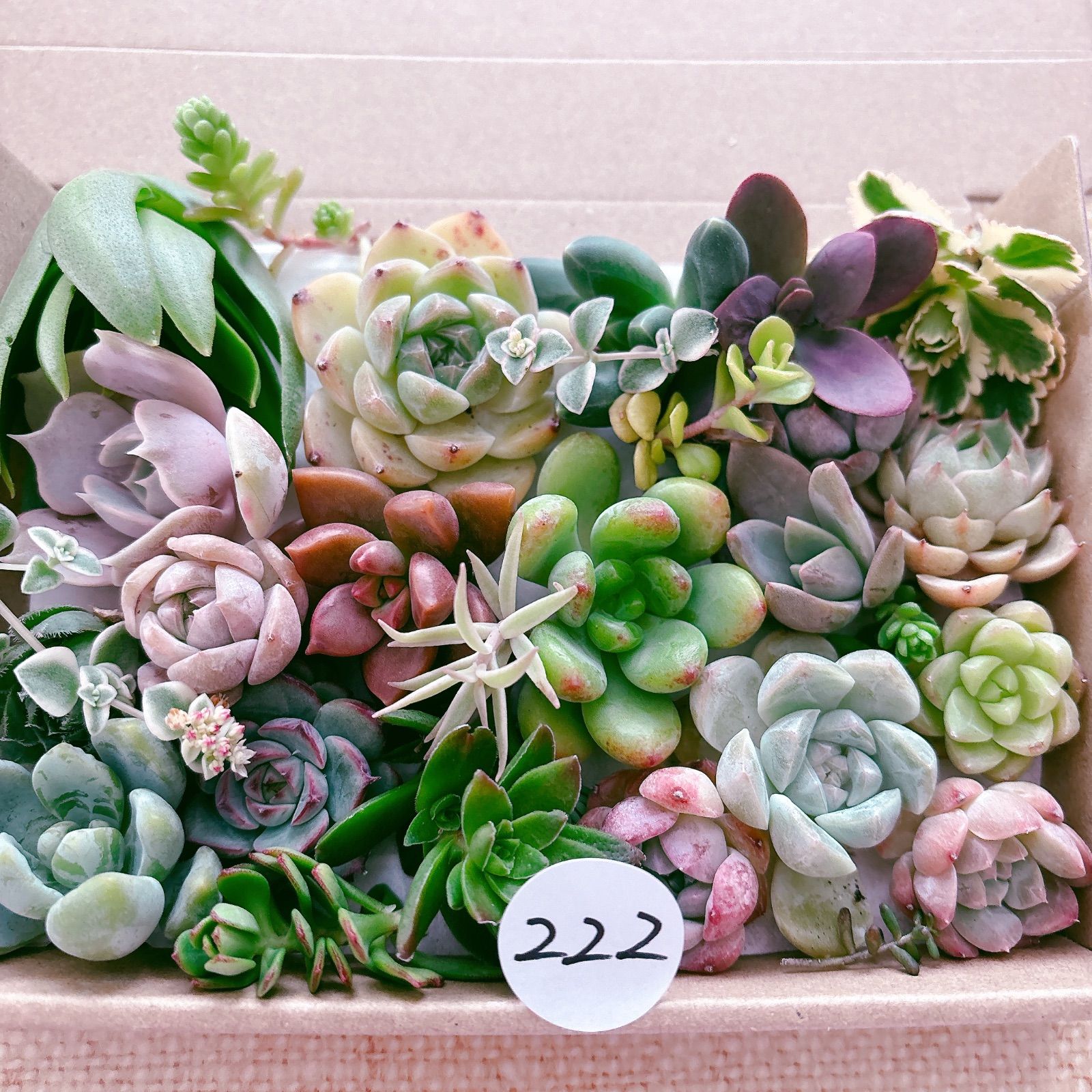222 多肉植物寄せ植えセット - メルカリ