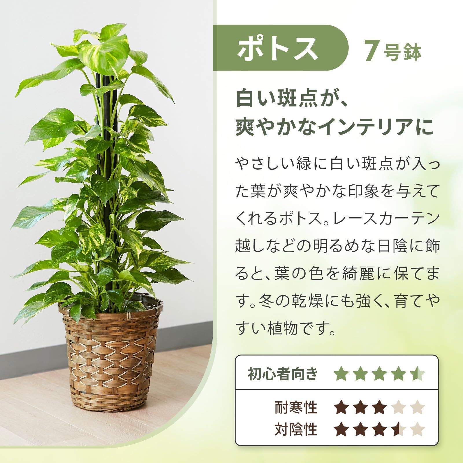新築祝い