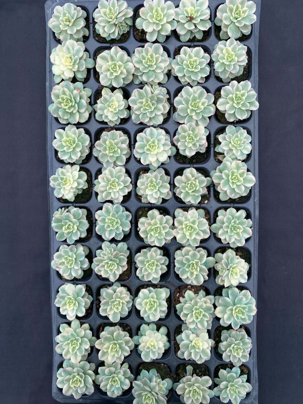 B546　花団錦　土鉢付き　15鉢　多肉植物 エケベリア 韓国苗 サボテン B546 花団錦 土鉢付き 15鉢 多肉植物 エケベリア 韓国苗 サボテン