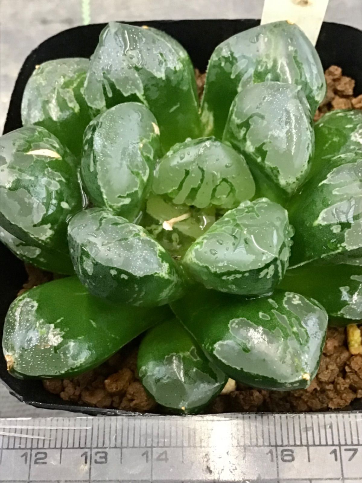 メルカリ便発送☆多肉植物 ハオルチア属 王蟲 ハオルチア 王蟲 - メルカリ