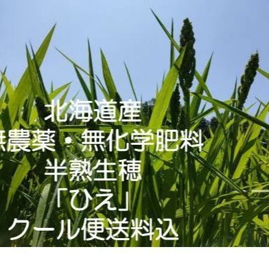 ひえ乾燥穂500g（化学肥料・農薬不使用栽培）北海道から送料無料！！！