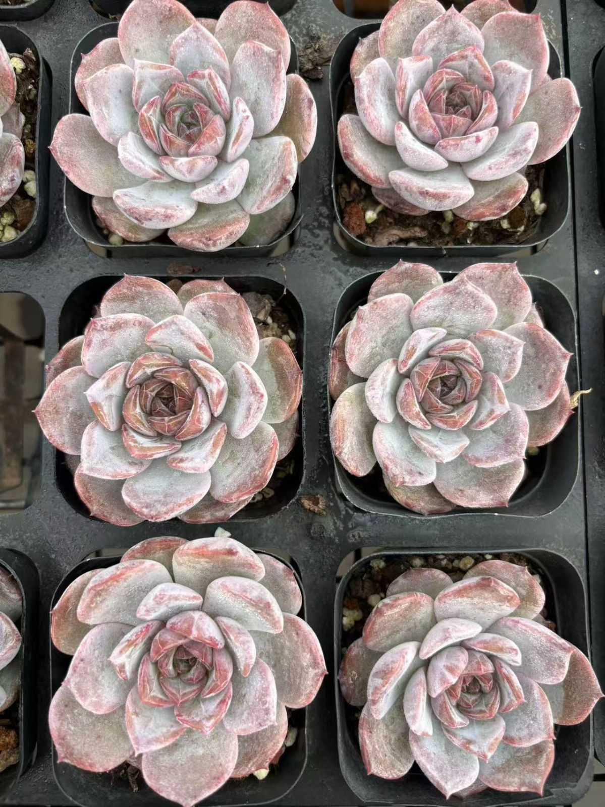 琥*い様 S405　小雪　抜き苗　55株　多肉植物 エケベリア 韓国苗 サボテン 特価 抜き苗 ジュンアイ LB1330×40株 ふっくら 多肉植物