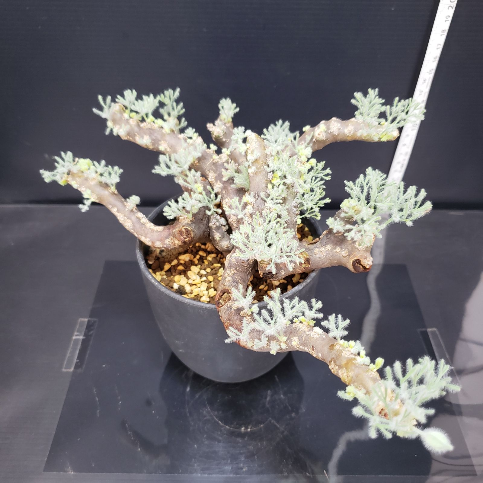 N582【自社養生株】モンソニア ムルチフィダ（現地球・発根株