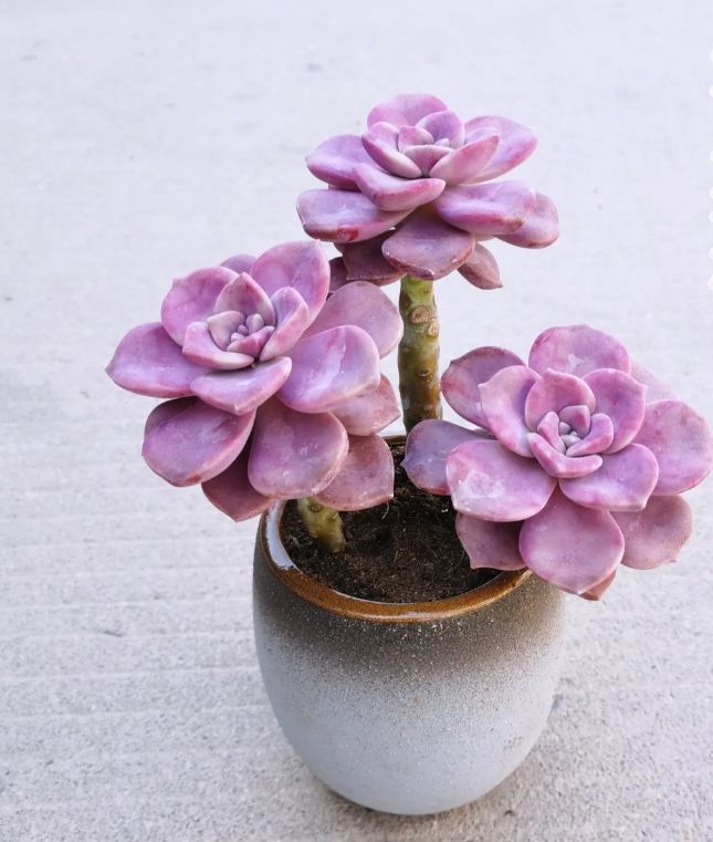 15株の抜き苗セット】プルプルデライト 多肉植物 佐川急便発送