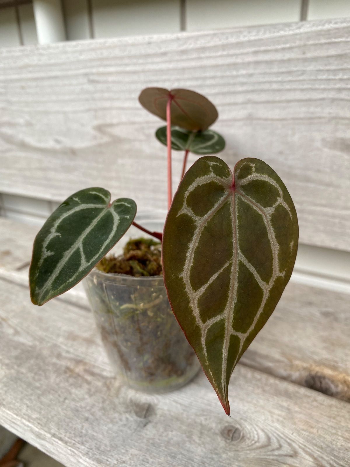 Anthurium Zara x Michelle (アンスリウム ザラ x ミシェル)