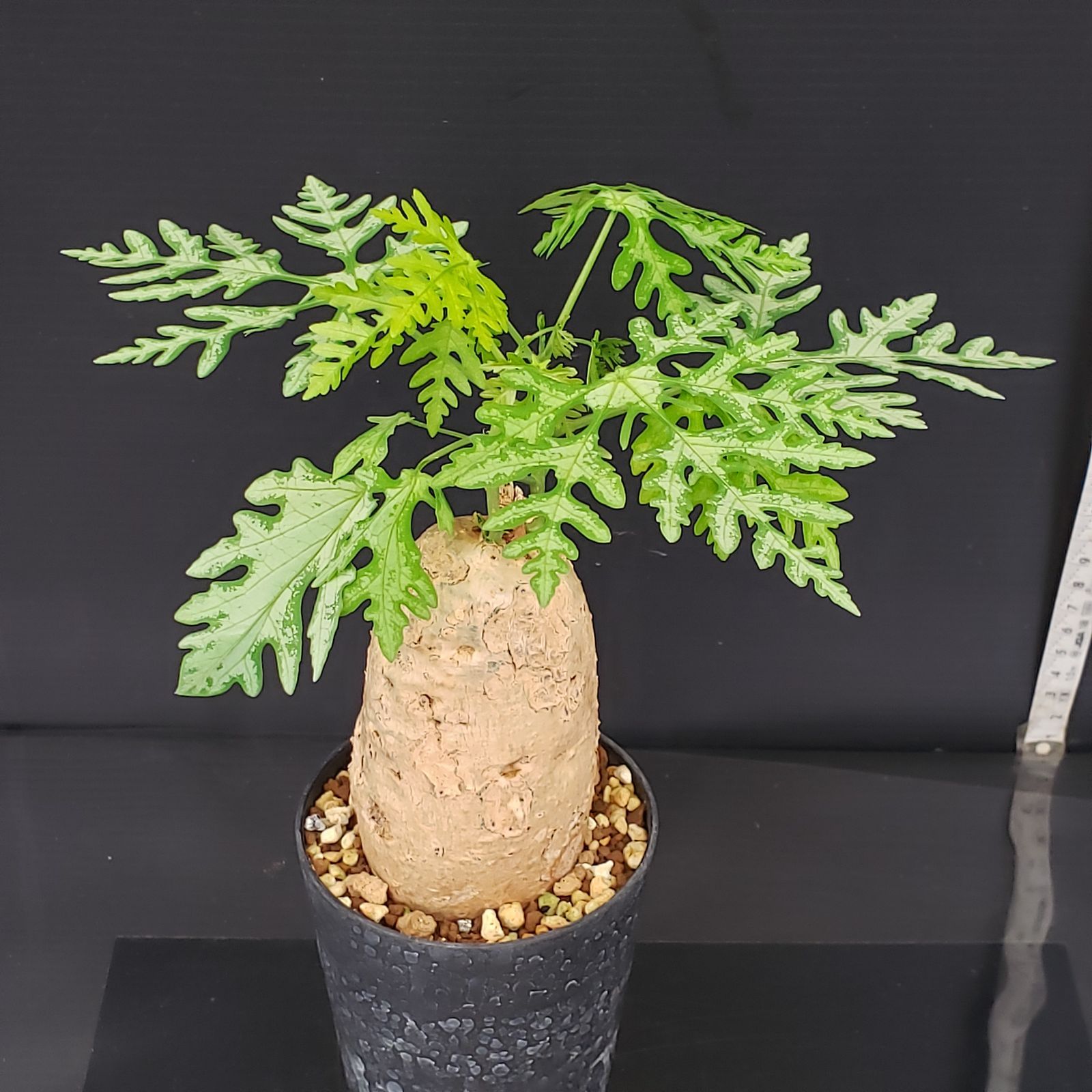 V380【自社養生株】アデニア ペリエリ(現地球・発根株・鉢植え V380【自社養生株】アデニア ペリエリ(現地球・発根株・鉢植え