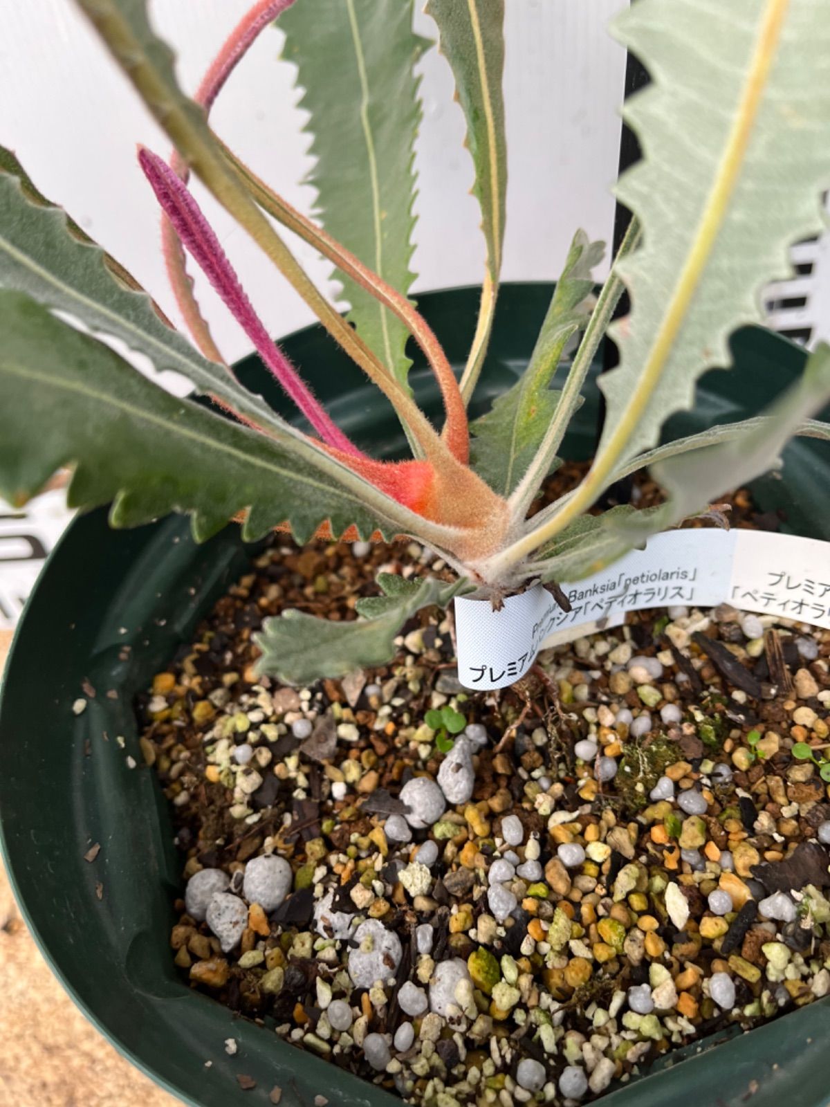 バンクシア・ペティオラリス5号 - メルカリ