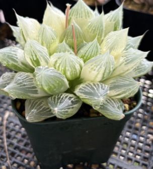 多肉植物 ハオルチア 白蛇伝 - メルカリ