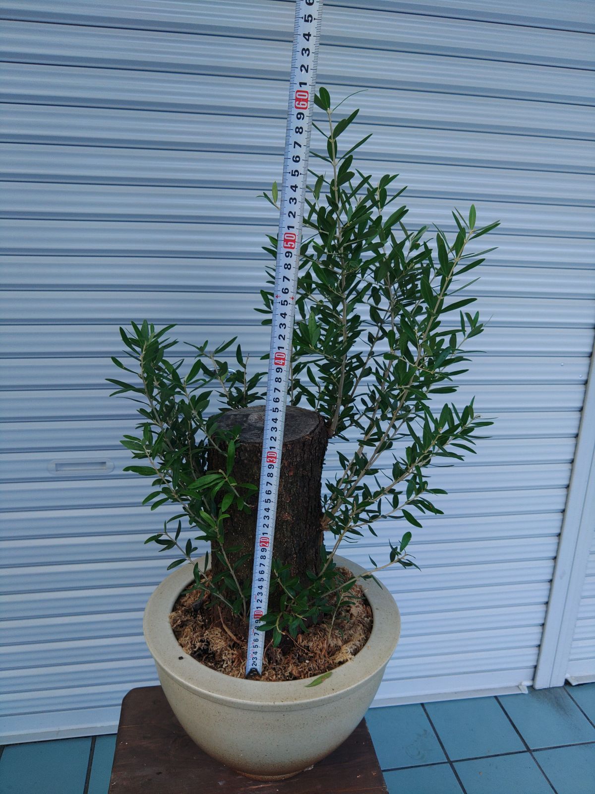 オリーブミッション古木盆栽仕立て - メルカリ