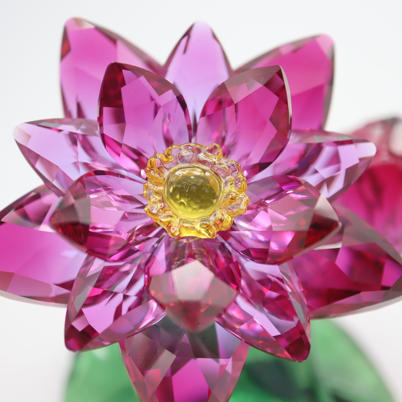 ロータス 5275716