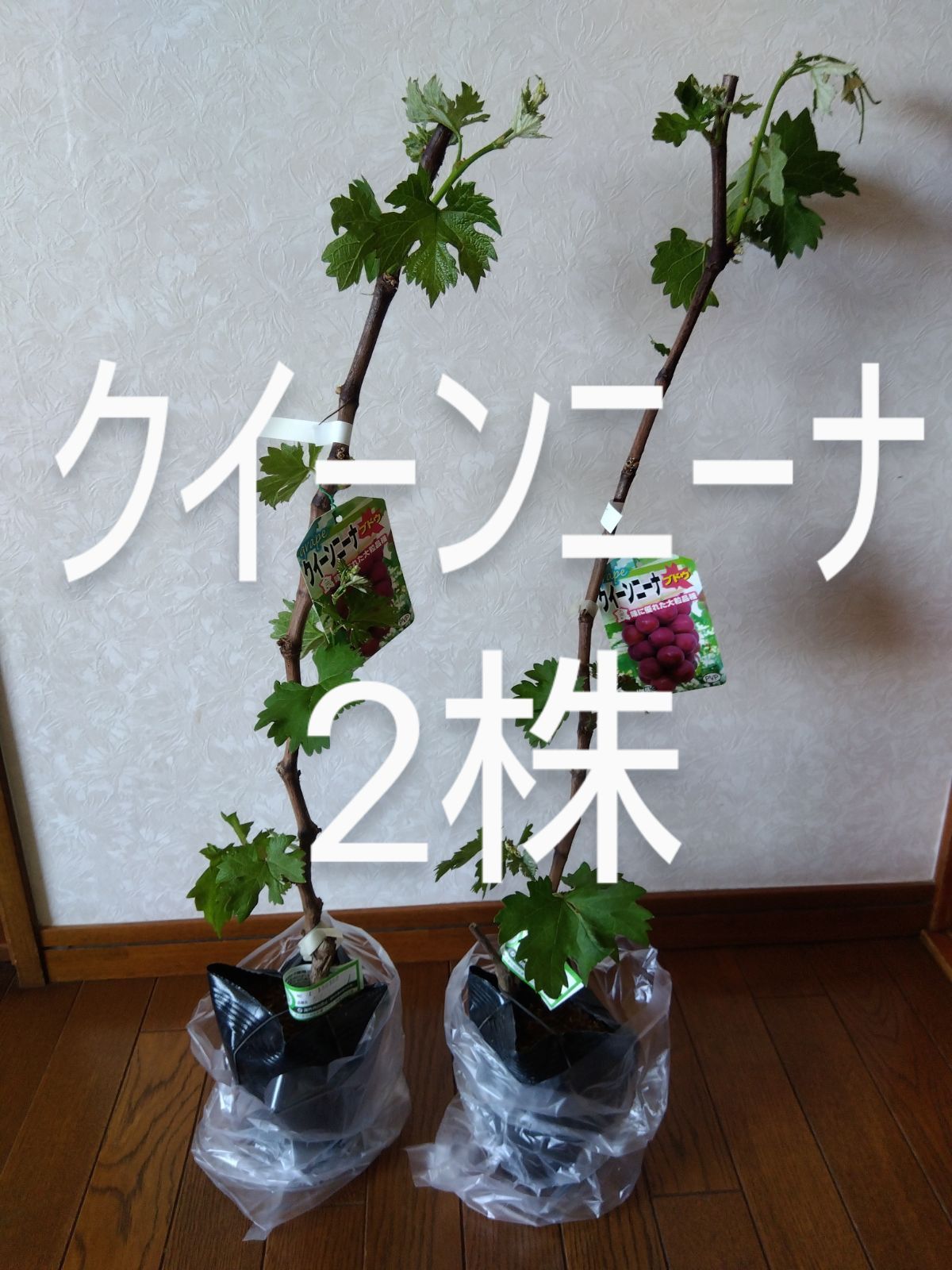 クイーンニーナ苗木 2株 ぶどう苗木