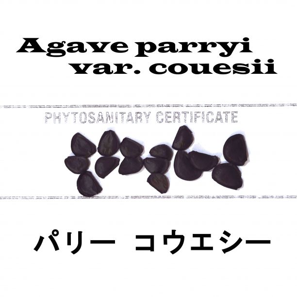 9月入荷 200粒+ アガベ ユタエンシス エボリスピナ 種子 種 証明