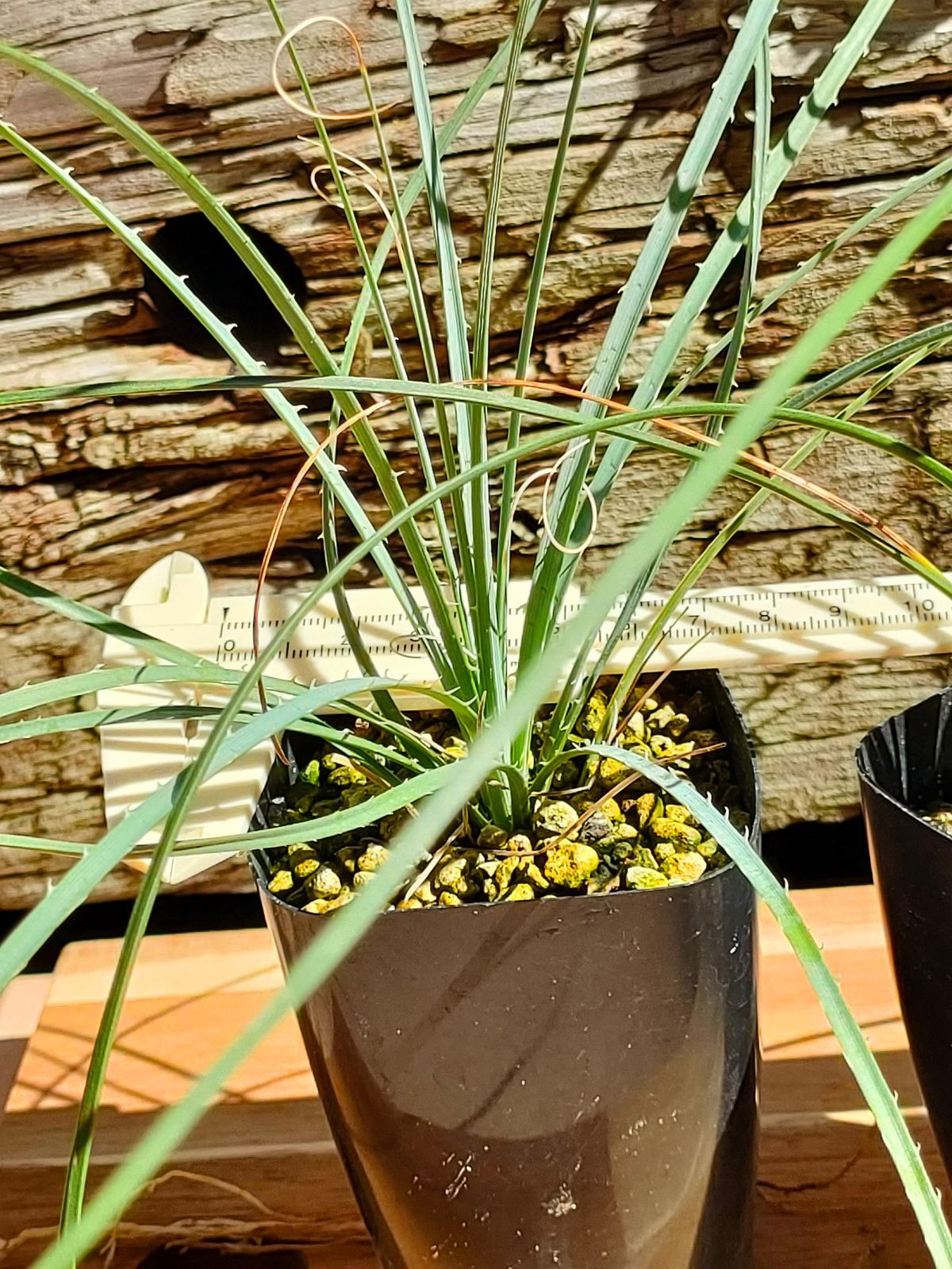 ダシリリオン セット ウィーレリ＆ロンギシマム - メルカリ