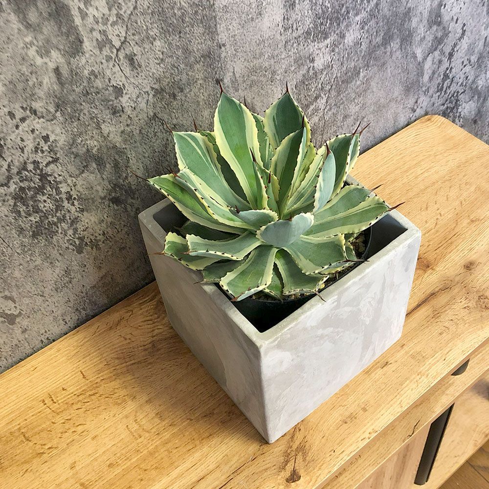 アガベ チタノタ シーザー 特選優良血統 上澳園芸購入 上澳園芸