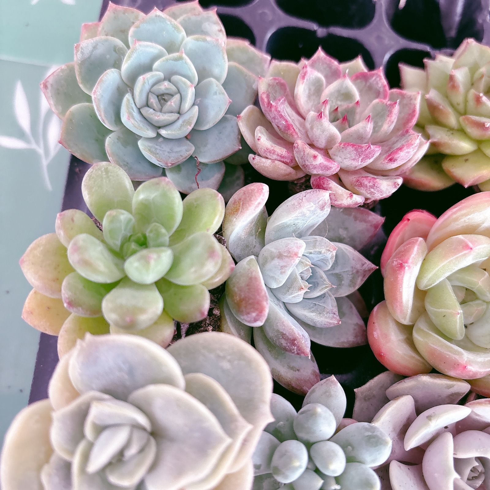 多肉植物寄せ植えセット - メルカリ