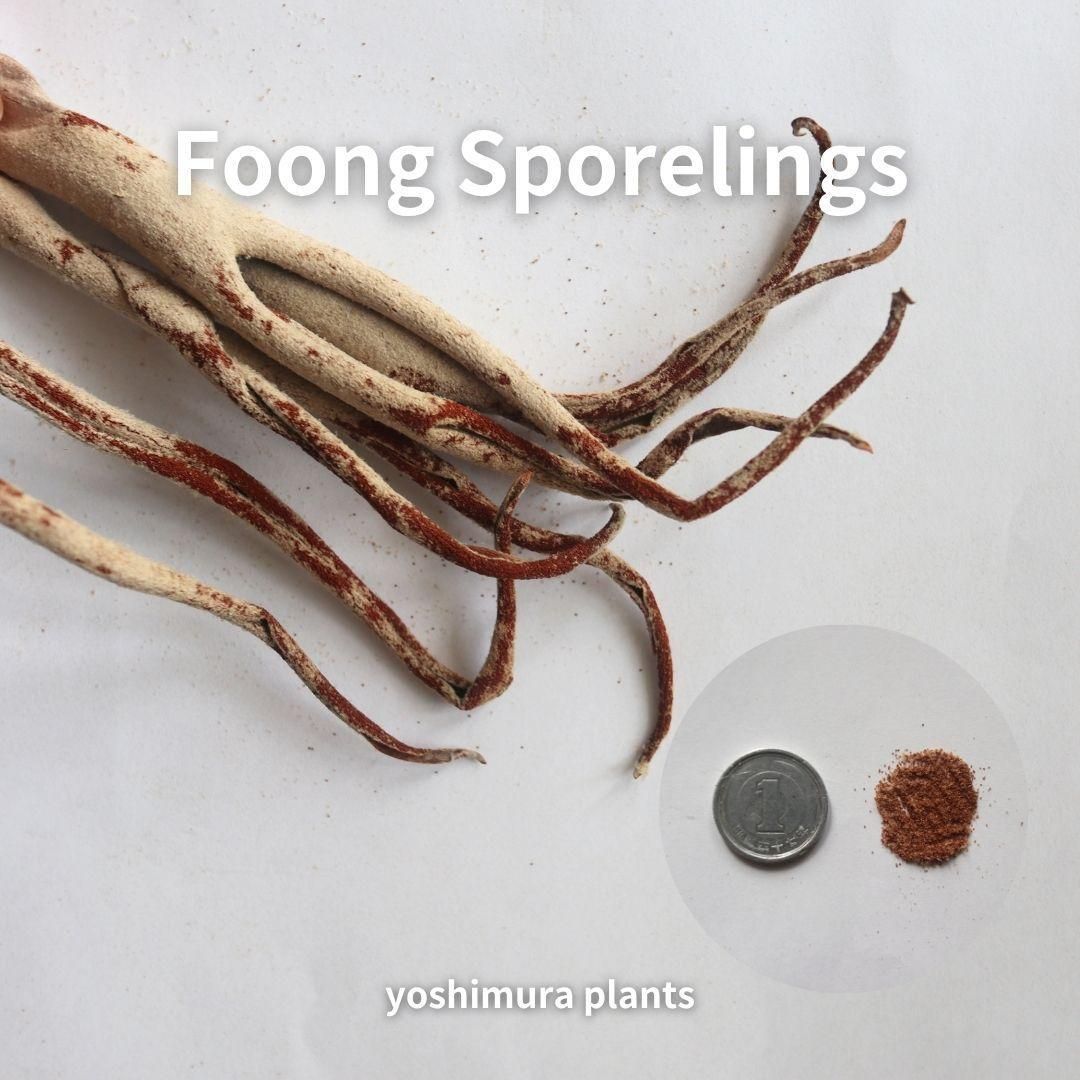 ゴギガガガギゴ！メルカリ便！’Bacteria’ spore 1215 大サイズ」ビカクシダP.willinckii 'Bacteria' spore - メルカリ