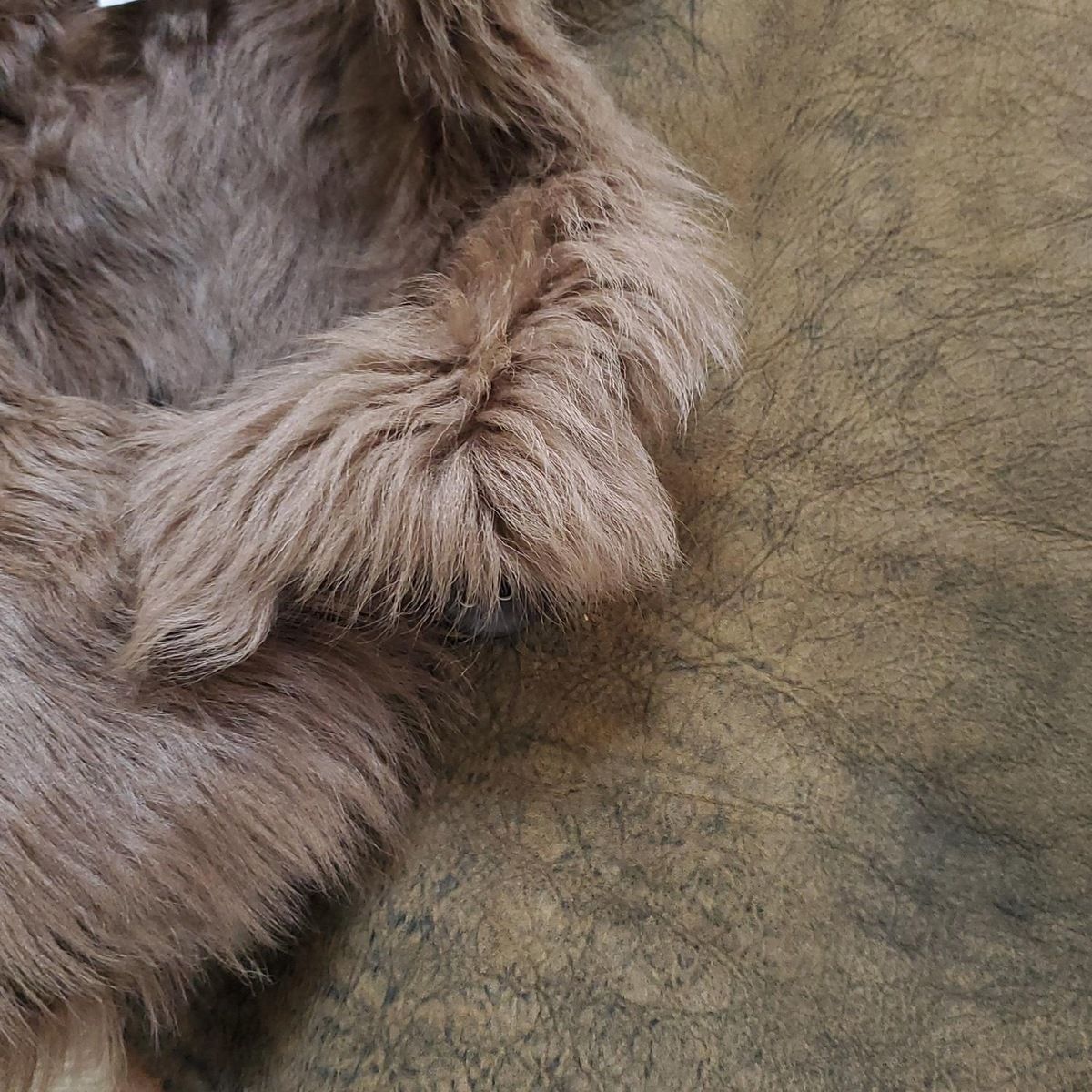 Karl Donoghue(カールドノヒュー) ポンチョ レディース - ベージュ  