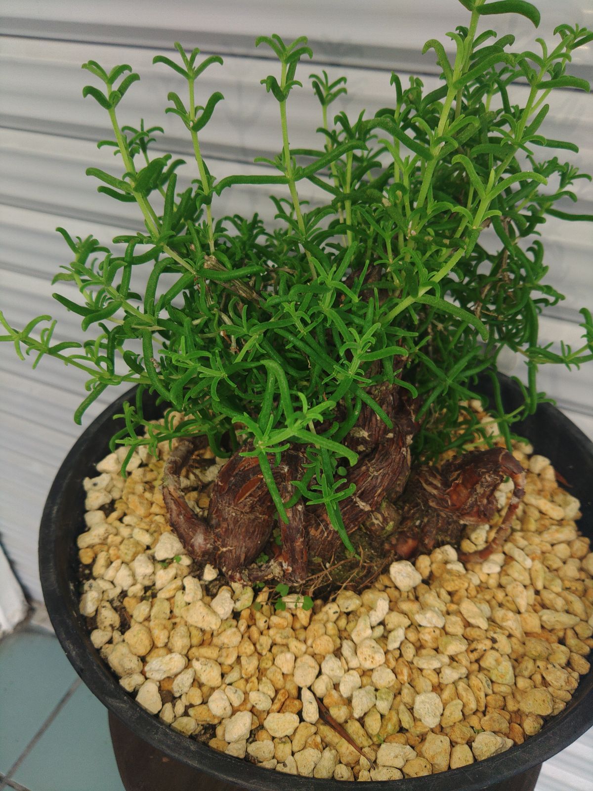 2024 メストクレマ マクロリズム➁