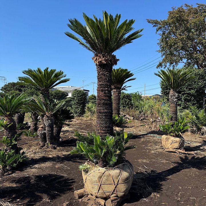 ソテツ 鉢植え 約1.2m ソテツ 鉢植え 幹尺約1.2m 【公式通販】