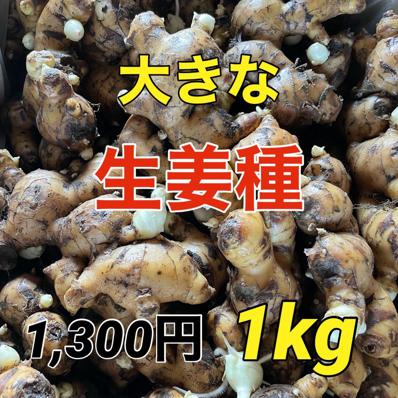 再追加販売 20キロ‼️大きな生姜種‼️即日発送‼️ - 通販 - qualhouse.pt