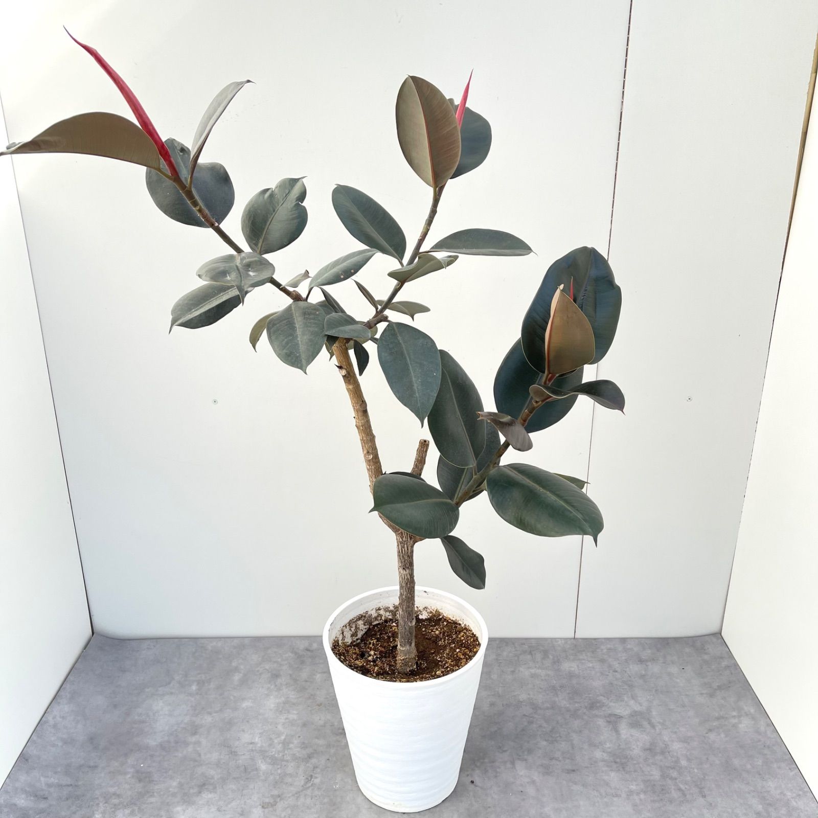 フィカス　バーガンディ　11 フィカス バーガンディ 11【現品】観葉植物 室内 大型 - メルカリ