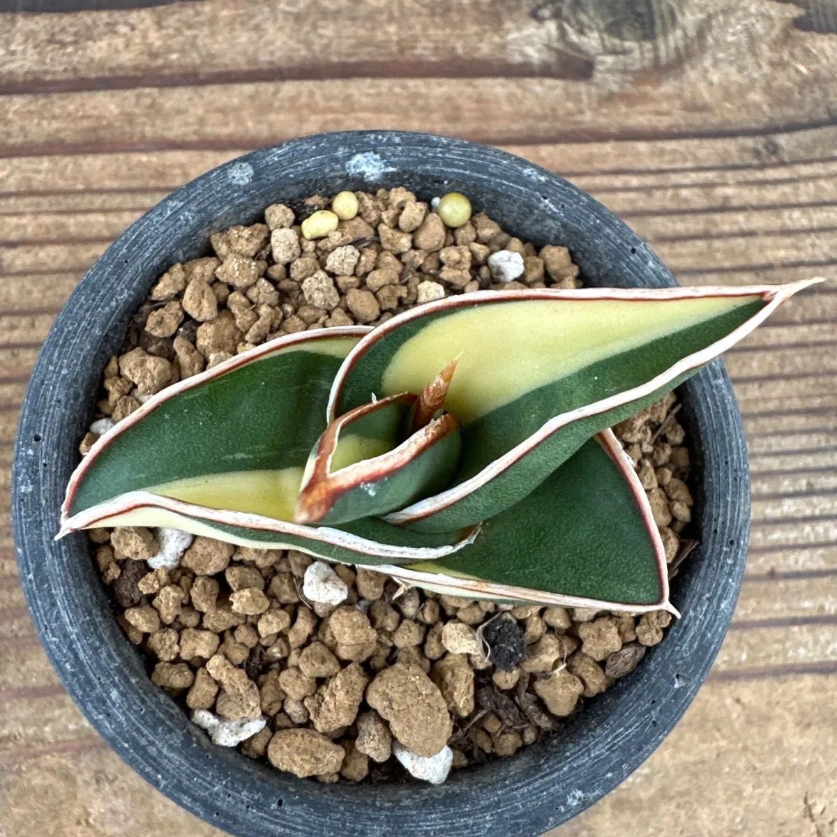 サンセベリア ロリダ 斑入り Sansevieria rorida variegated キング オブ サンスベリア 現品 観葉植物 観葉 植物  珍奇植物 珍奇 珍しい レア 希少 多肉植物 多肉 空気清浄 インテリア プレゼント おしゃれ ミニ グリーン - メルカリ