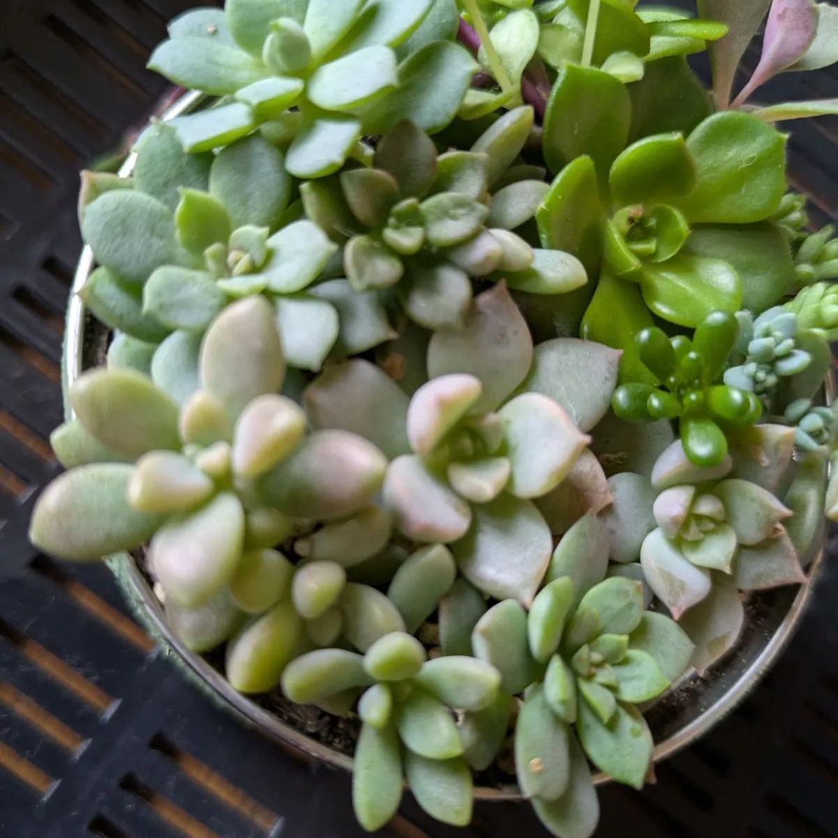 No.464 ❁ピュアラブ❁ カット苗 微根かも 多肉植物 寄せ植え No.464 ❁ピュアラブ❁ カット苗 微根かも 多肉植物 寄せ植え No.464