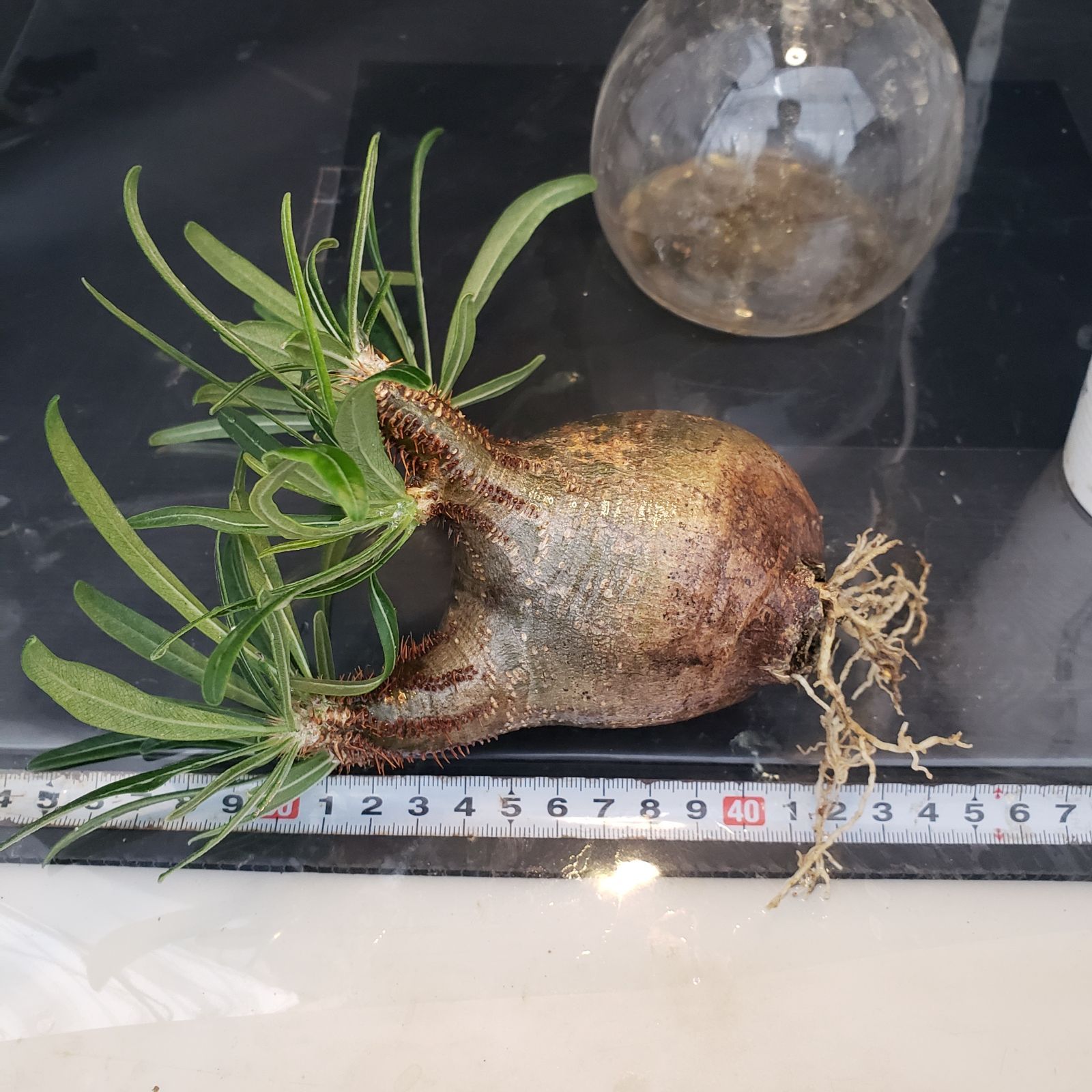 【現地株】発根管理4年目パキポディウムグラキリス N445【自社養生・発根株】Pachypodium グラキリス（S）（現地球