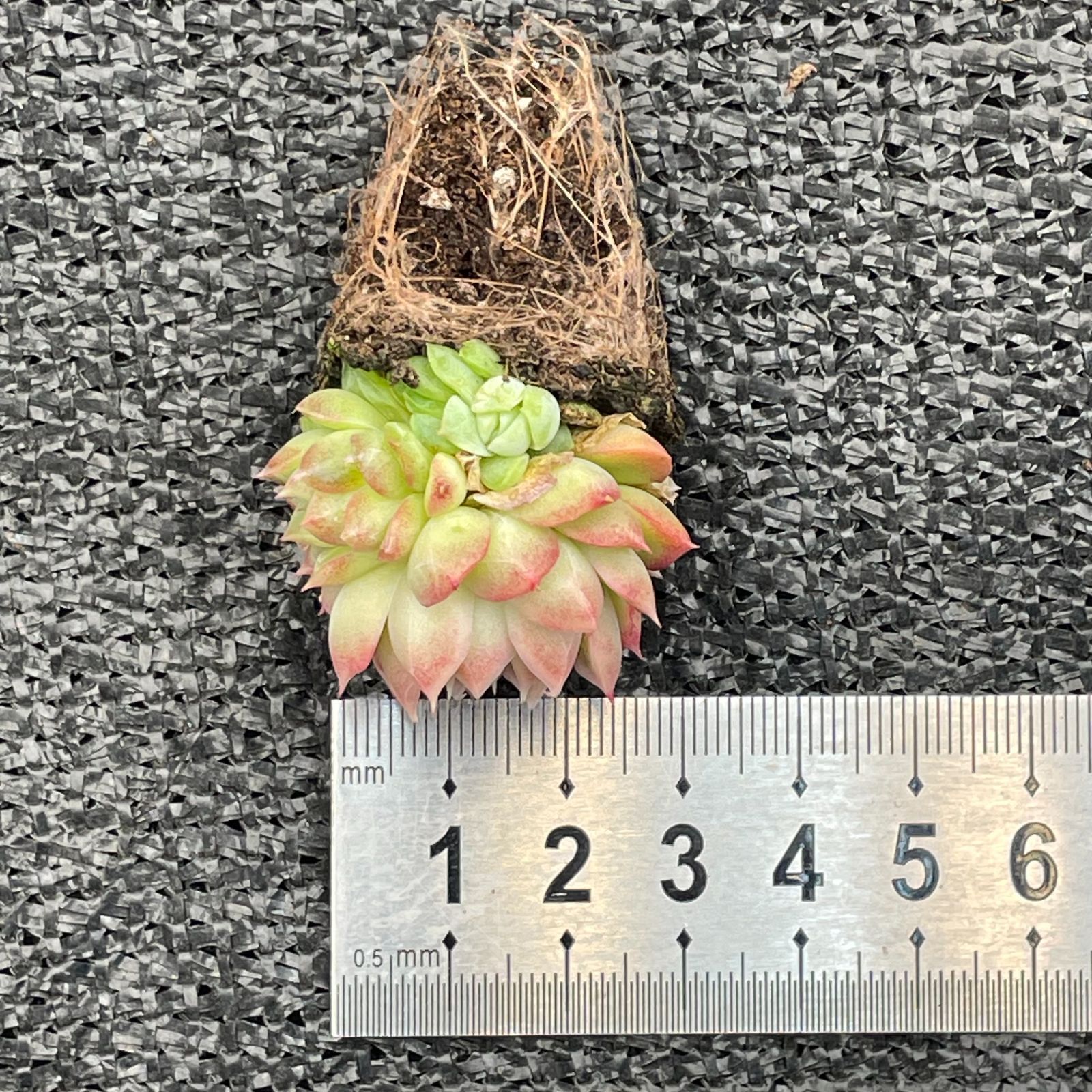 【未使用】YUKARI ウィッグ16個セット 国家試験練習用 　-373 MI3765▽デサント製/広島東洋カープ/ハイクオリティーユニフォーム