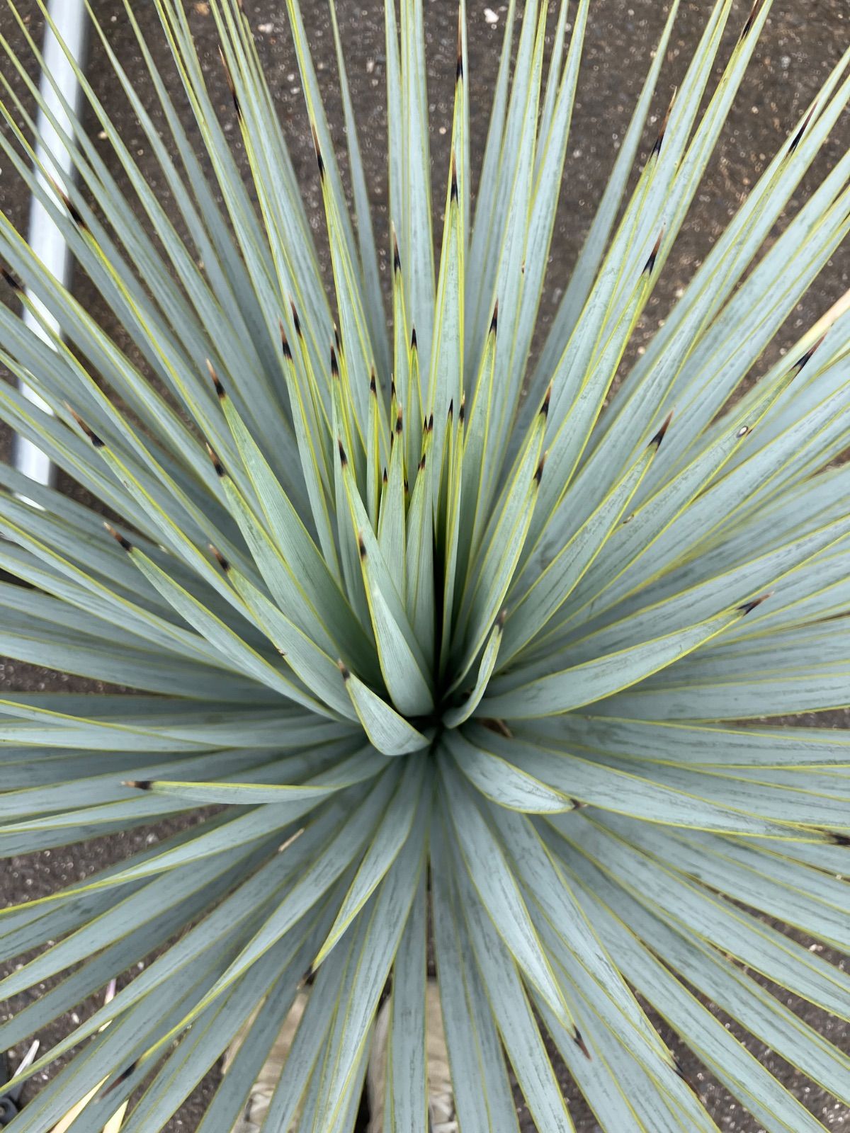 ユッカ マルデヌベスロストラータ ユッカ ロストラータ ダブルヘッド