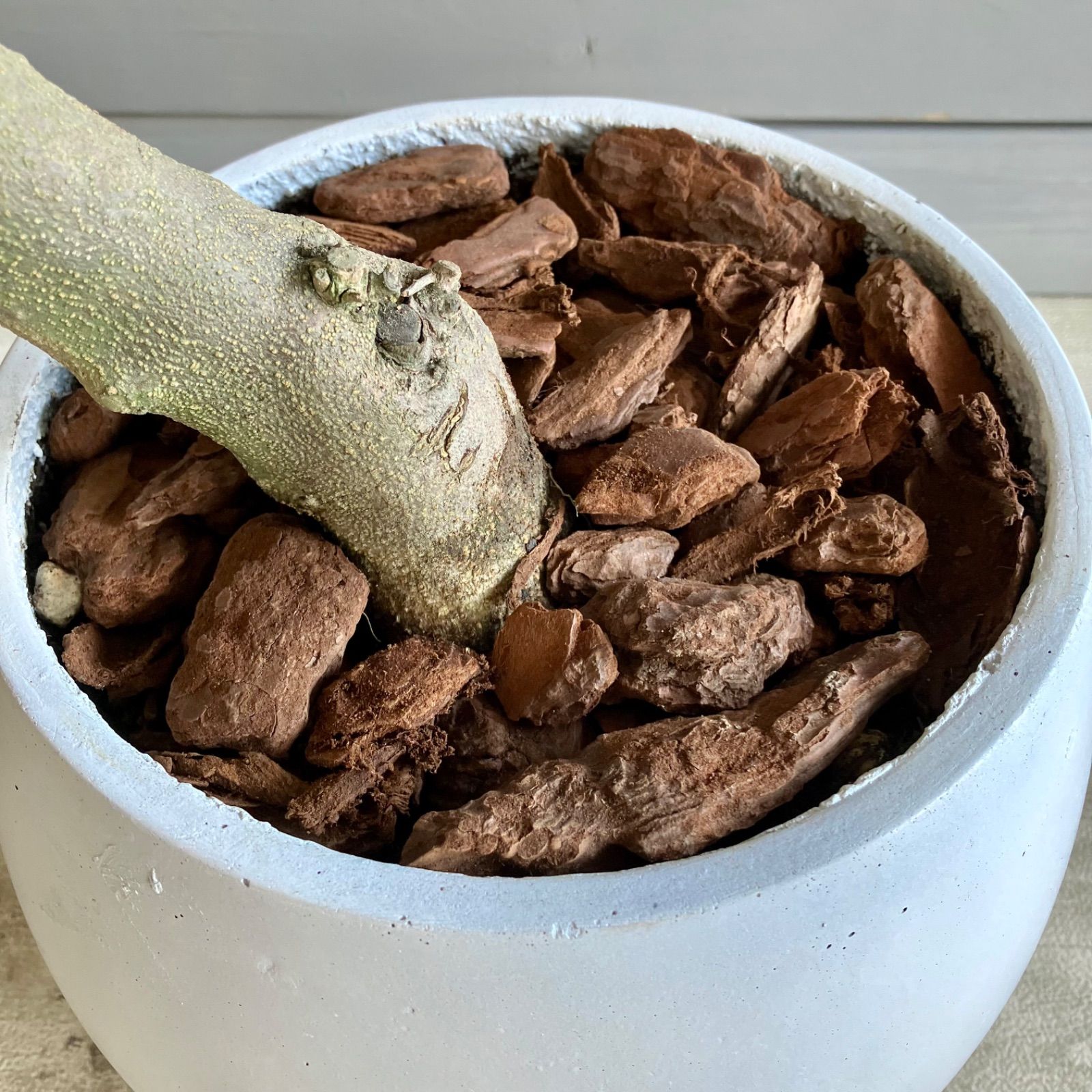 厳選された植物と鉢】美形 オリーブの木 souju マンザニロ 人気 8号