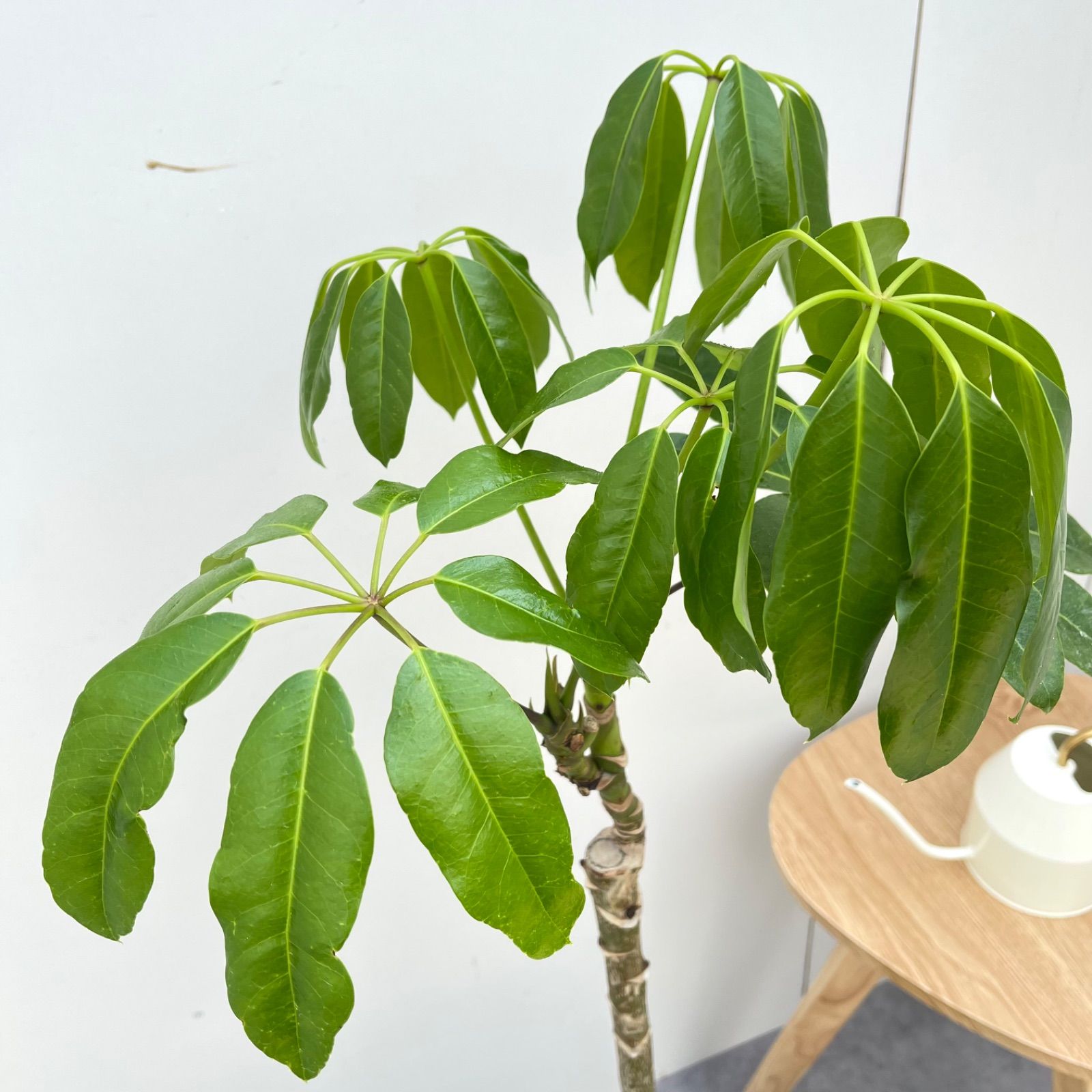 ブラッサイア ブラッサイア 17観葉植物 大型 室内 大型観葉植物